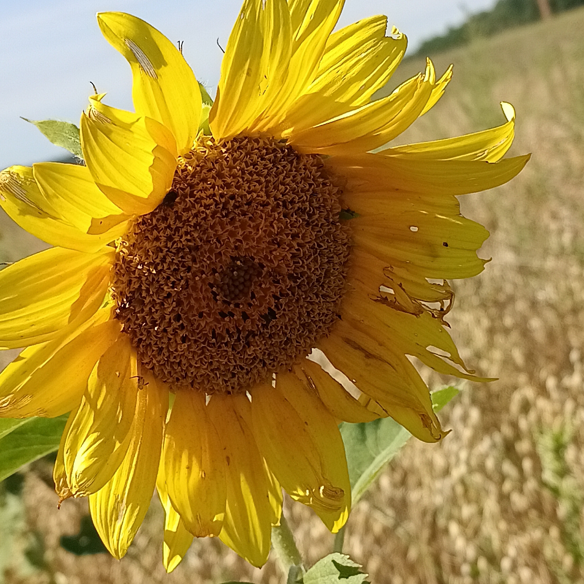 A close-up, slightly low-angle shot captures a sunflower in a field. The sunflower is bright yellow with a dark brown, textured center. Some of its petals appear slightly damaged, with small holes and tears. The background is a blurred field of dry, golden grass under a clear, pale blue sky. The location is identified as Tornovoe, Russia.