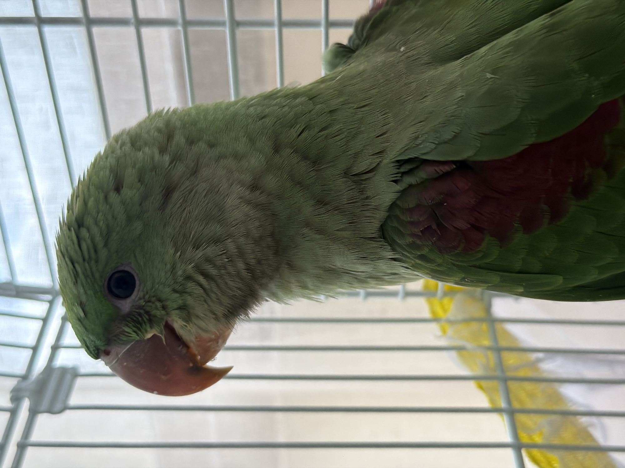 A close-up, rotated image shows a vibrant green parrot positioned within a white wire cage. The parrot's head is on the left side of the frame, indicating the image is rotated 90 degrees clockwise. It has bright green feathers covering most of its body, with striking patches of reddish-maroon feathers visible on its underparts or under its wings. The bird possesses a dark, round eye and a light, translucent orange-pink beak that is slightly agape.
The cage bars are prominent in both the foreground and background, framing the bird. The background behind the cage is blurred but appears light-colored, suggesting an indoor setting, possibly near a window, under bright, natural daylight. Below the parrot, a blurry yellow and white object is visible within the cage, potentially a toy or loose feather. The parrot appears alert, looking downwards with a curious expression. No text is visible in the image.