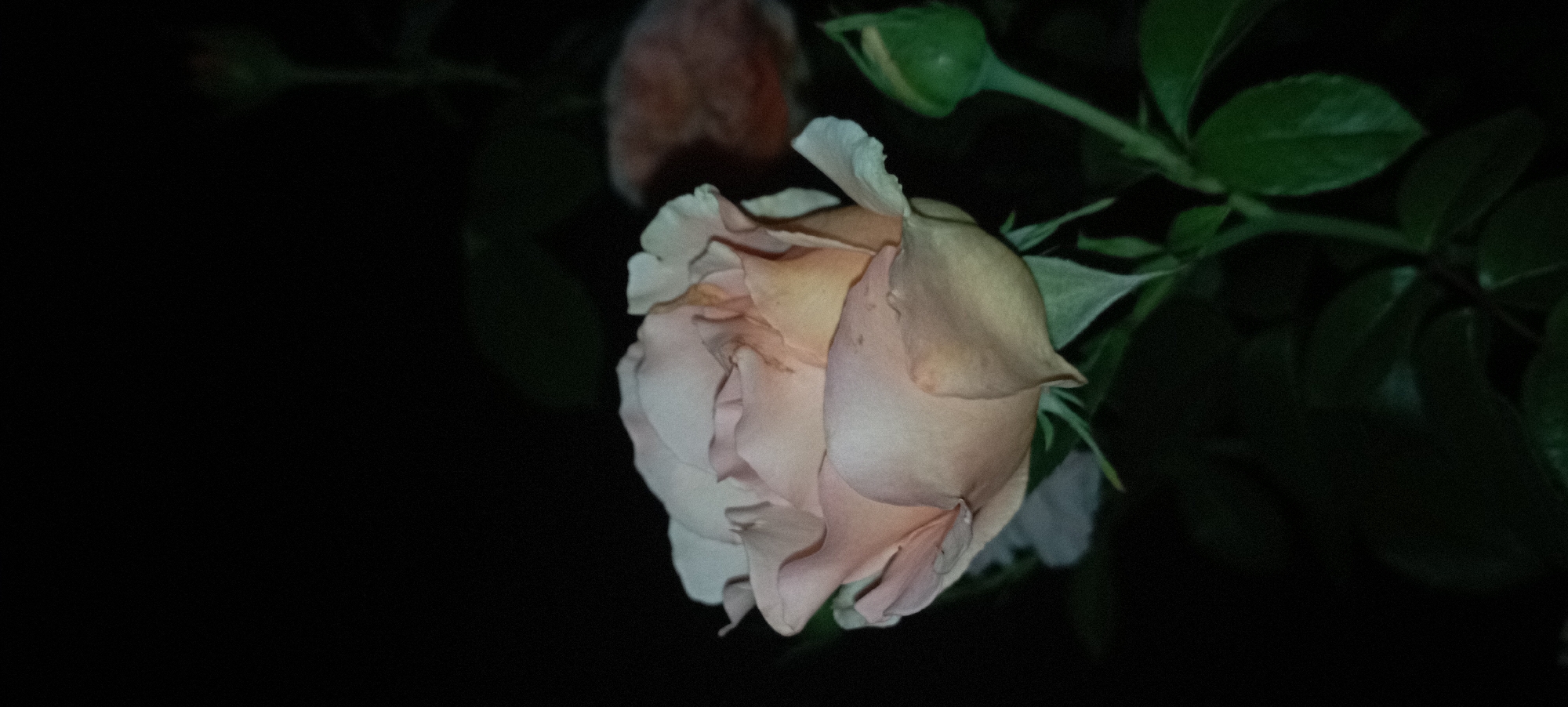 The image shows a close-up of a peach-colored rose in bloom against a dark background. The rose is the primary subject, with its soft, layered petals filling the center and left portion of the frame. To the right of the rose, a small green rosebud is visible on a stem. In the background, out of focus, another rose can be seen, appearing as a blur of reddish-orange. The overall lighting suggests it might be nighttime or a dimly lit environment, with the rose softly illuminated. The image appears to be a nature photograph, likely taken in a garden setting. No specific location in Radisne, Ukraine, can be determined from the visual information provided.