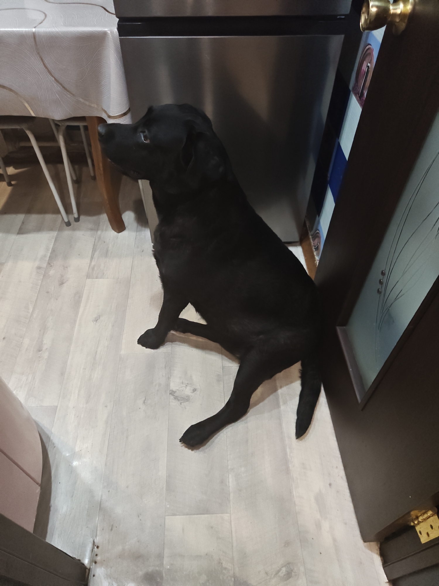 In an indoor setting, a black Labrador retriever is positioned on a light-colored wooden floor. The dog is facing left and looking upwards. To the left of the dog, part of a dining table with a white tablecloth is visible, along with several chair legs. Behind the dog and to the right, a stainless steel appliance, possibly a refrigerator, is present. Further to the right, a dark brown door with a gold doorknob and a decorative panel with vertical blue and white stripes is partially open. The environment suggests a domestic interior, possibly a kitchen or dining area. There are no individuals present in the image. The image is taken from a slightly elevated angle.