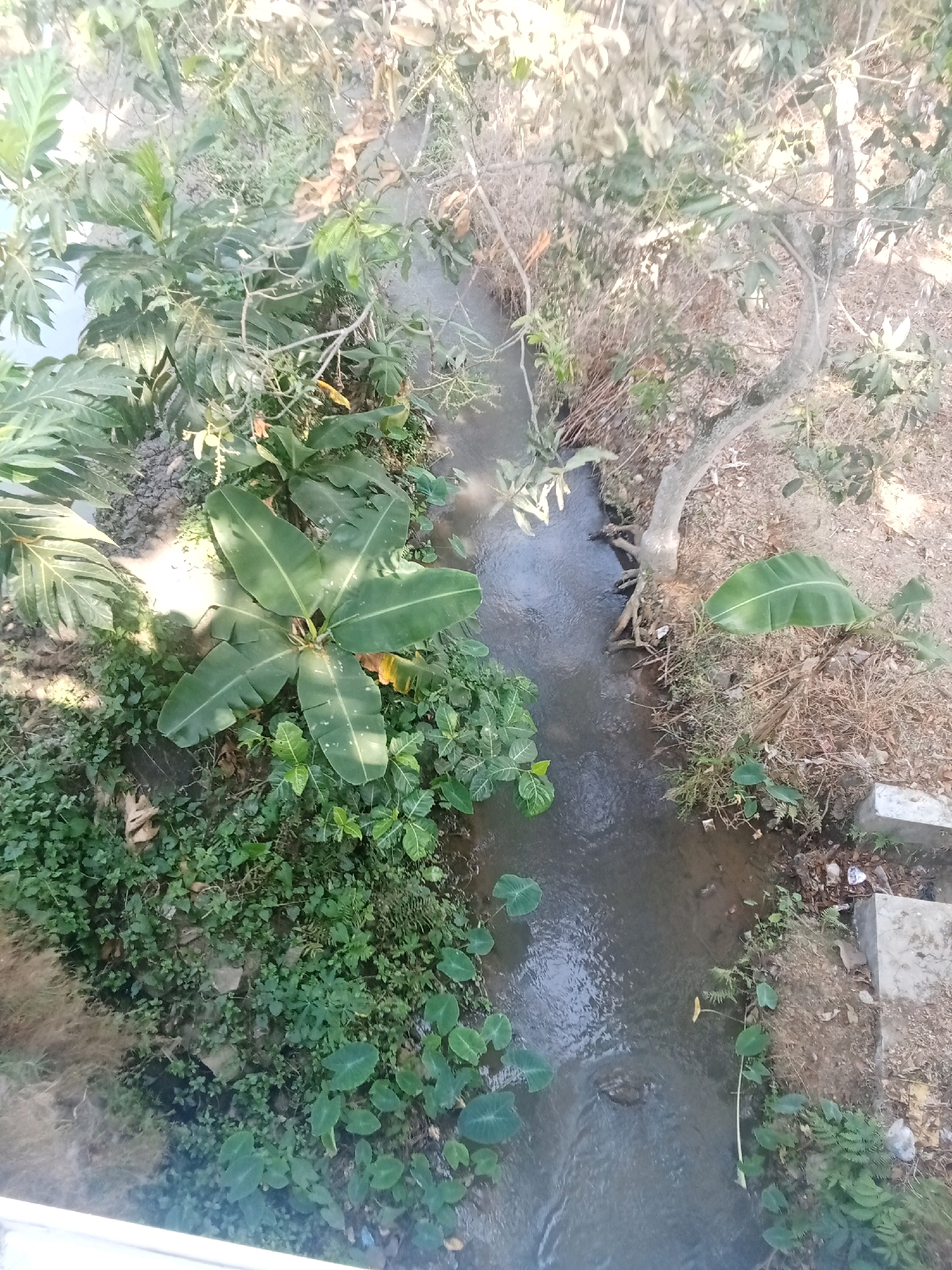 An overhead shot captures a narrow, shallow stream flowing through a lush, overgrown area, likely in Balegondo, Indonesia. The water is murky and brown, with a gentle current visible. The banks are densely vegetated with a variety of plants, including large-leafed plants that resemble banana leaves, ferns, and other low-lying green foliage. In some areas, the vegetation is so thick that it obscures the ground.
On the right bank, a gnarled tree with exposed roots grows close to the water's edge. Further along this bank, a few concrete structures, possibly steps or the edge of a path, are visible. The ground on this side is drier and appears to be composed of soil and scattered dry leaves and twigs.
The left bank is even more overgrown, with large, broad leaves dominating the scene. Sunlight filters through the canopy of trees above, creating dappled light and shadow patterns on the water and surrounding vegetation. The overall impression is one of a wild, untamed natural space within a potentially urban or semi-urban environment, given the presence of the concrete structures. There are no people or animals visible in the image.