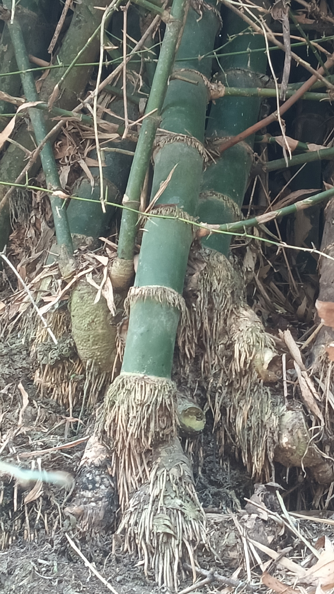 A close-up, eye-level shot captures the base of several thick, green bamboo stalks in Tanggan, Indonesia. The bamboo is entangled with dry leaves and thinner, crisscrossing branches. The ground beneath is a mix of dark soil and fallen bamboo leaves. Prominent root systems, appearing as dense, fibrous masses, are visible emerging from the base of the stalks and spreading into the surrounding soil. One particularly large, greenish-brown bamboo bulge is noticeable to the left of the frame. The scene is lit by natural light, casting subtle shadows.