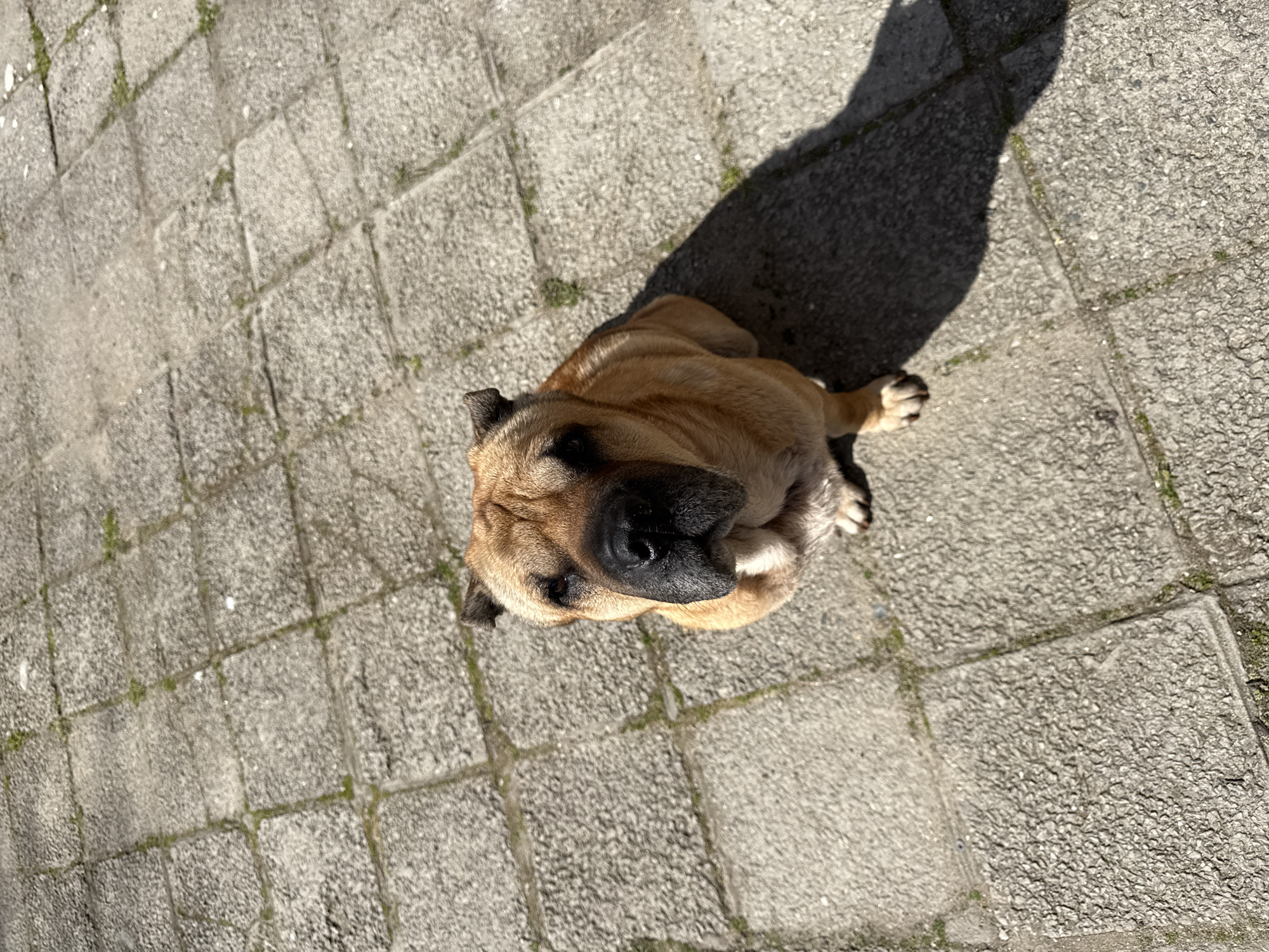 A tan-fawn colored dog, exhibiting characteristics consistent with a Shar-Pei or a Shar-Pei mix, is depicted sitting upright on a paved surface. The animal is positioned centrally, facing directly towards the camera, with its head tilted slightly upwards. Distinguishing features include a prominent wrinkled face, a dark muzzle, and small, dark ears. Its fur is short. The ground consists of light grey, rough-textured concrete pavers, arranged in a grid pattern with visible joints containing sparse green vegetation and dirt. The scene is brightly illuminated by direct sunlight originating from the upper left, casting a dark, defined shadow of the dog onto the pavement to its right and rear. The location is an outdoor setting within the city of Varna, Bulgaria.