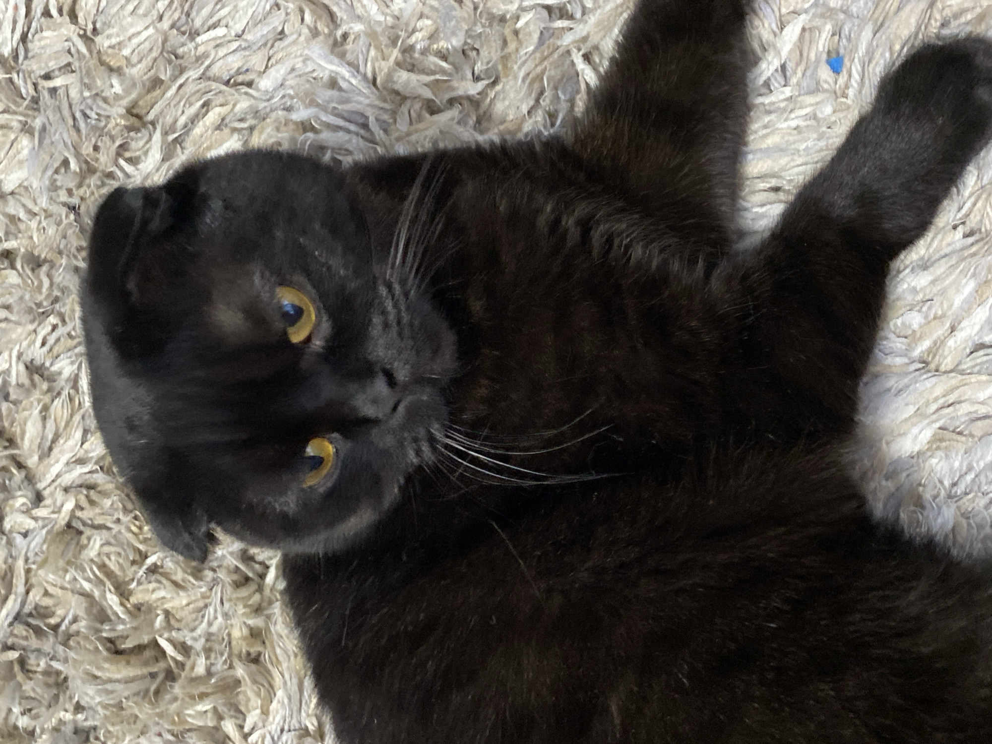 A black Scottish Fold cat is depicted lying on a light beige, shaggy-textured rug. The cat has solid black fur, prominent white whiskers, and bright amber-yellow eyes. Its head is slightly raised, and its gaze is directed towards the left side of the frame. A small, irregularly shaped blue object is visible on the rug near the cat's lower right paw. The scene is set indoors in the city of Chaikovsky, Russia.