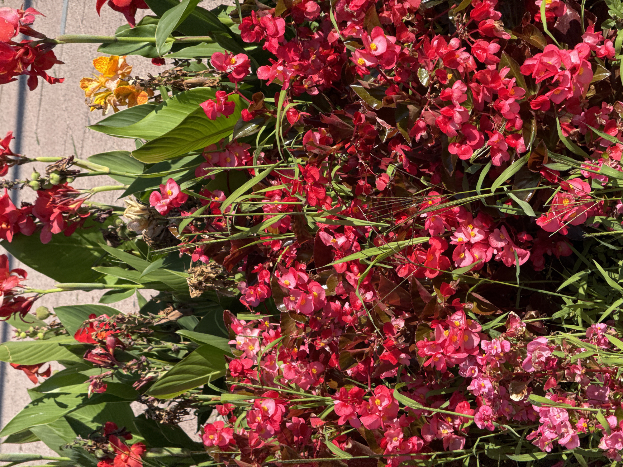 The image shows a close-up view of a vibrant flowerbed filled with various red and pink begonia flowers, interspersed with lush green leaves and some tall stalks of red canna lilies in the background. A few yellow flowers are also visible in the middle ground. The flowers are densely packed, creating a textured carpet of color. Thin blades of grass or foliage poke through the flowers in places. The scene appears to be outdoors, with a blurred, light-colored surface in the background, possibly a pathway or paved area. The lighting suggests a sunny day, casting shadows and highlighting the textures of the petals and leaves. The flowerbed is likely a decorative element in a public space. This image was taken in Bratislava, Slovakia.