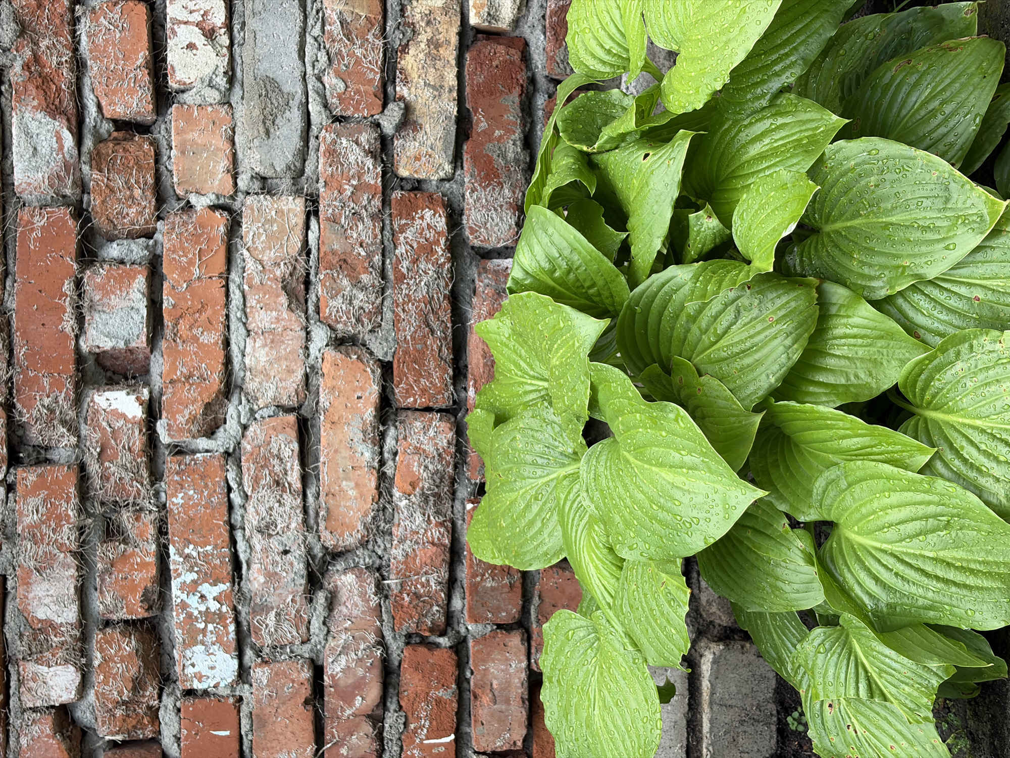 The image displays a close-up, vertical view of a rough, red brick wall with visible mortar. At the bottom of the frame, a dense cluster of large, green leaves from a hosta plant fills the lower half. The leaves are wet, with many small water droplets clinging to their surfaces, indicating recent rain or watering. The overall scene is simple and natural, with no people or specific landmarks of Dongaron, Russia, identifiable.