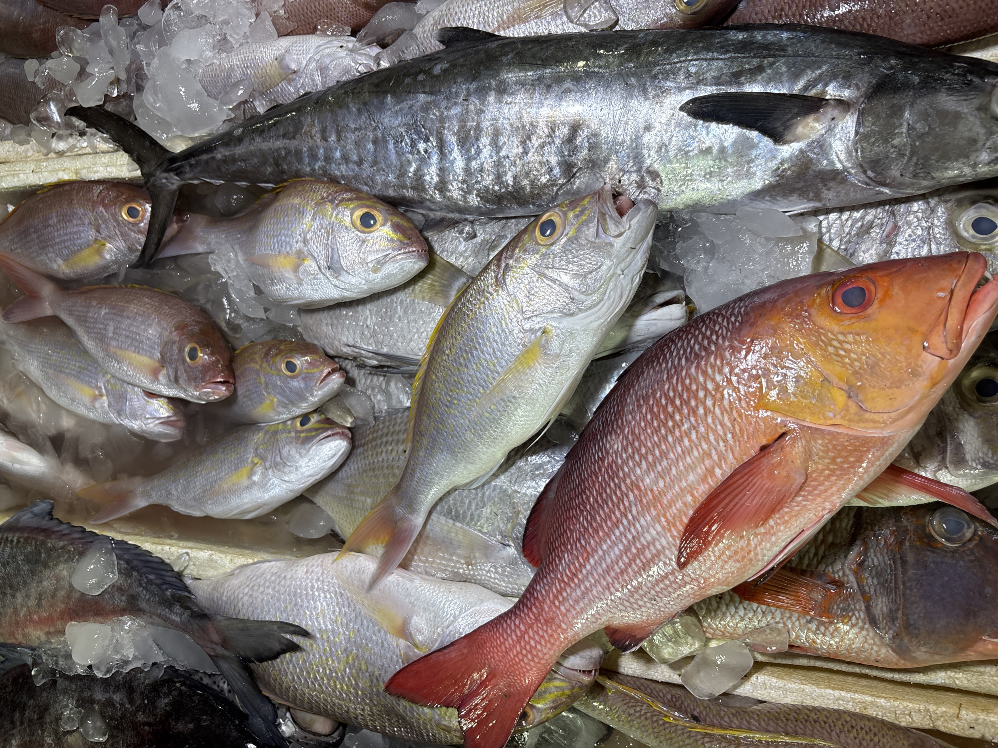 The image displays a variety of freshly caught fish, arranged on a bed of ice. The fish include red snapper, yellowtail snapper, and what appears to be a Spanish mackerel. The fish are presented in a display, likely for sale. The location is presumed to be a market in Kuta, Indonesia, based on the context.