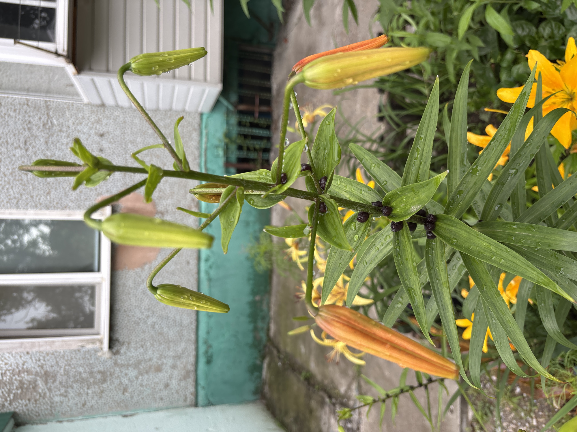 The image shows a close-up view of lily plants with several buds and open flowers, some of which are orange and yellow. The plants are wet, suggesting recent rain, with visible water droplets on the leaves and buds. In the background, a light-colored building with a window is visible, along with a green painted wall and a glimpse of a grey, possibly paved, outdoor area. The overall scene depicts a garden area outside a residential building. The presence of buildings and outdoor elements suggests an urban or suburban environment. Without further information, a specific location within Blagoveshchensk, Russia cannot be determined, but the scene is consistent with a typical residential backyard or garden in the city. There are no people visible in the image.