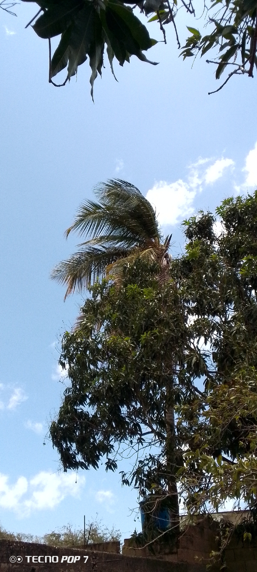 The image shows a daytime scene in Altagracia, Venezuela, featuring a palm tree with fronds bending in the wind. The tree is situated alongside another tree with broad green leaves. Above the trees is a light blue sky with scattered white clouds. In the upper left of the frame, there are leafy branches partially obscuring the view. At the bottom of the image, a wall is visible. A plastic water tank is mounted up against the wall. The image has a "TECNO POP 7" watermark in the bottom left corner.