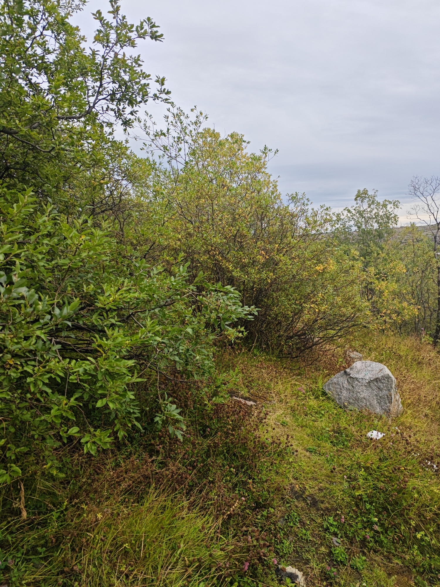 The image depicts an outdoor scene with dense vegetation, including trees and bushes, under a cloudy sky. In the foreground, there is a large gray rock situated on grassy terrain. Some scattered white debris is visible on the ground near the rock. The overall environment appears to be natural, with a focus on the interplay of flora and natural elements. The location is identified as Polyarny, Russia, suggesting a possible setting in a natural landscape or park within or near the city. There are no people or discernible human activities evident in the image.