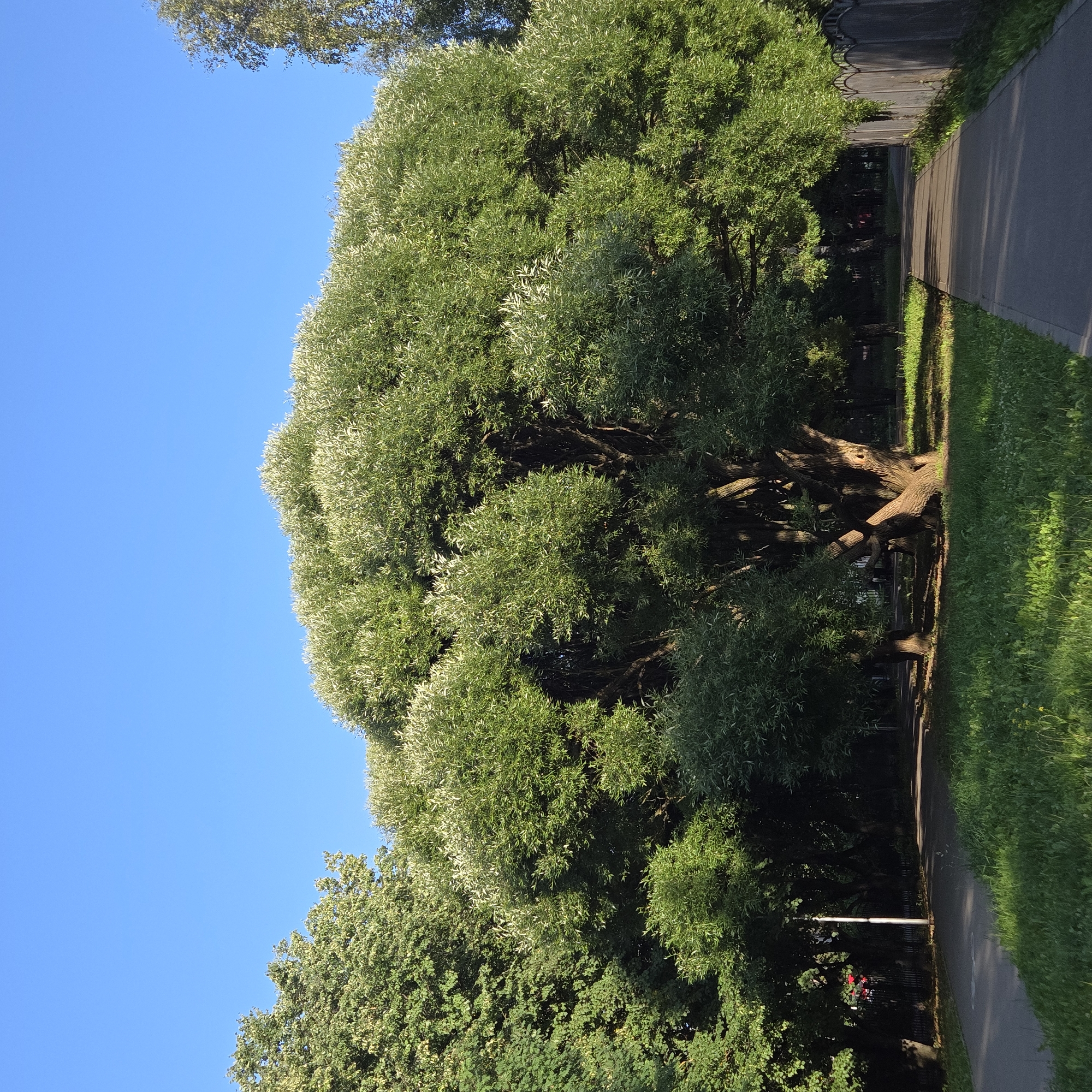 The image shows a wide, lush green tree with a dense canopy of leaves. The tree is large and old, with a thick, gnarled trunk and substantial branches. It is located in a park or green space, with a paved pathway running in front of it. The pathway is bordered by green grass and other trees in the background. The sky is clear blue. A grey, ornate fence runs along the right side of the pathway. This scene is located in the city of Vladimir, Russia, within a park area. There are no people or animals visible in the image. The lighting suggests it is daytime, possibly late afternoon due to the shadows cast on the pathway.