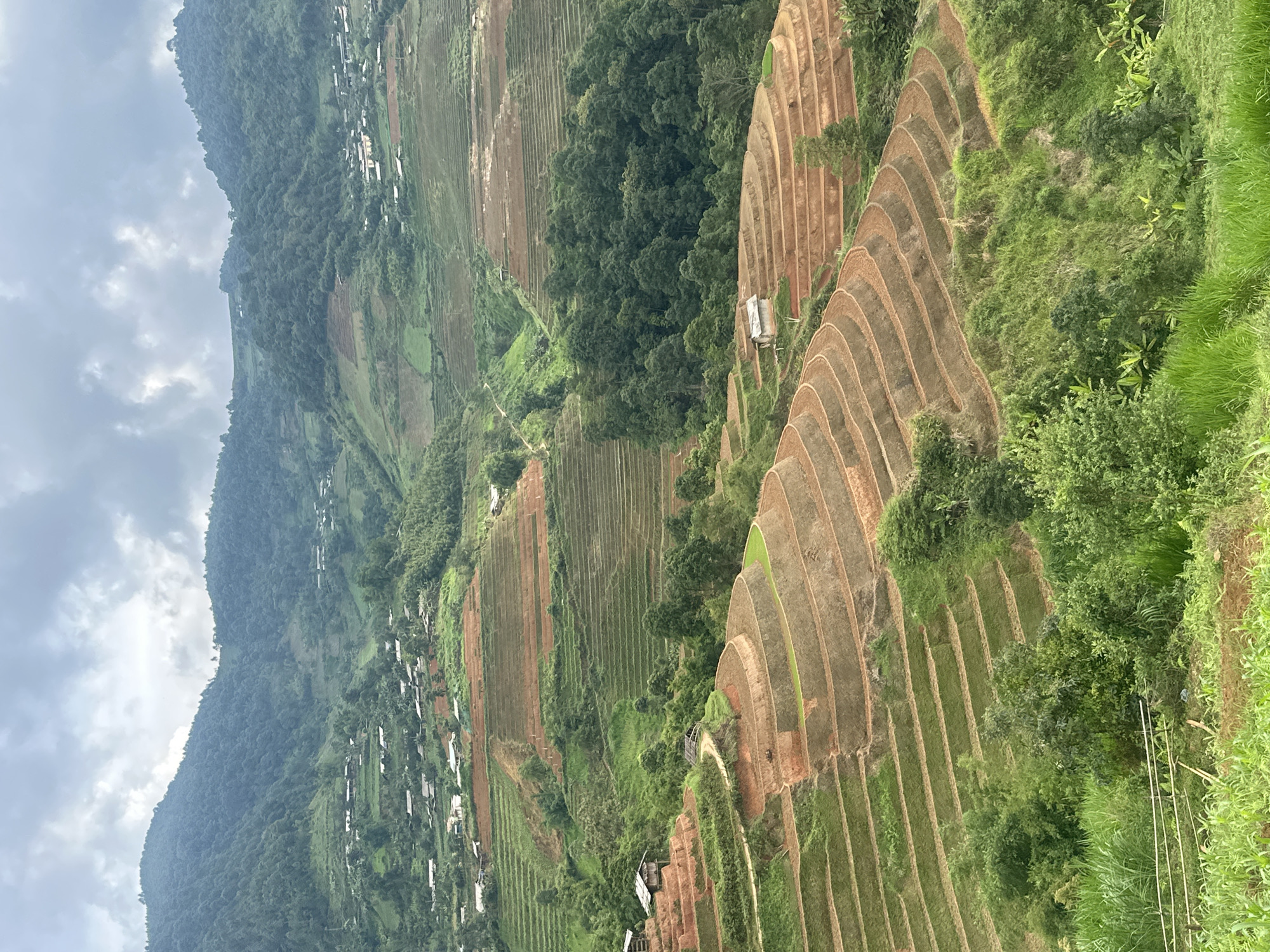 This panoramic image captures the breathtaking, vertically oriented landscape of terraced rice fields in Lao Chai, Vietnam. The scene is dominated by undulating patterns of agricultural terraces carved into steep mountain slopes, showcasing the ingenuity of local farming practices.
The terraced fields exhibit a variety of colors, with some steps displaying rich, reddish-brown tilled earth, while others are vibrant green, indicating growing crops, possibly young rice shoots. These fields cascade down the hillsides, creating natural, curvilinear patterns that stretch into the distance. Nestled among these terraces and at the base of the mountains are several small, simple dwellings, appearing as clusters of white or light-colored structures, suggesting small village settlements. Narrow dirt paths or tracks can be seen winding through the cultivated land, connecting different sections of the landscape.
The background consists of imposing, heavily forested mountains covered in dense green foliage, with peaks partially obscured by an overcast sky. The sky is filled with soft grey clouds, casting a diffused light over the entire scene, indicative of either an early morning, late afternoon, or simply a cloudy day. No direct human activity is explicitly visible, but the meticulously shaped land speaks volumes of the continuous effort involved in farming this challenging terrain. The overall atmosphere is one of serene natural beauty combined with a testament to human agricultural heritage. There is no visible text in the image.