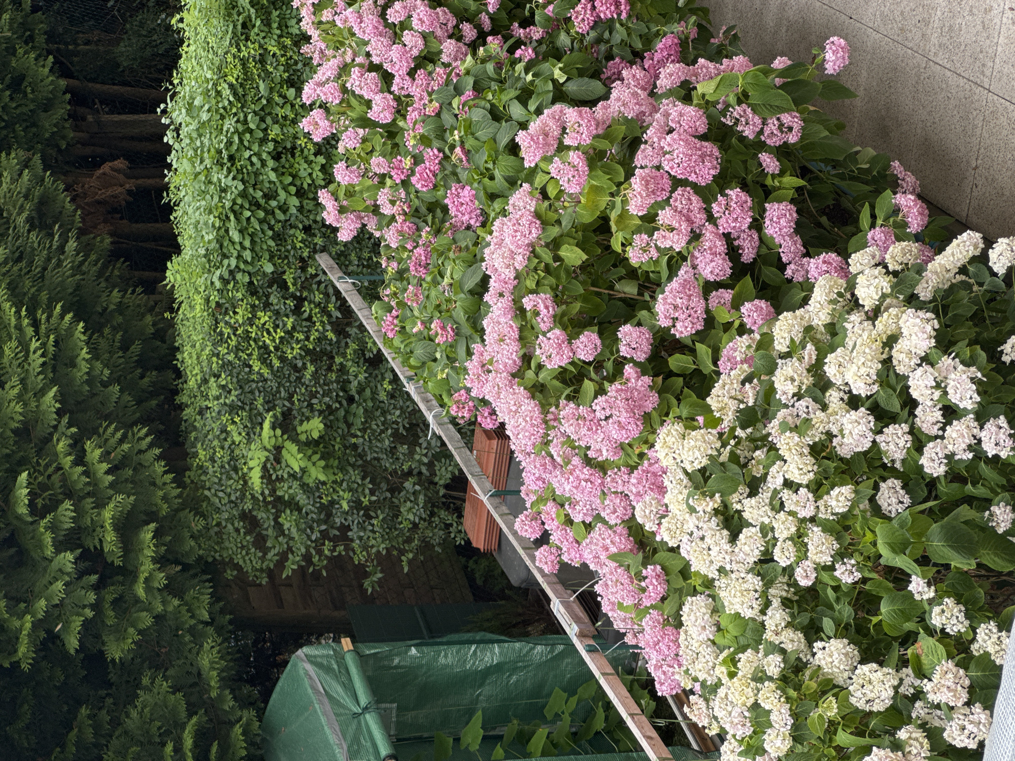 The image depicts a garden scene in Bietigheim-Bissingen, Germany. In the foreground, there are large bushes of hydrangeas with clusters of pink and white flowers. The hydrangeas are in full bloom and are lush with green leaves. A paved pathway runs along the right side of the image, adjacent to the hydrangeas. Behind the flowers, a wooden fence or railing is visible, with some terracotta tiles stacked on it. To the left, a green greenhouse or polytunnel structure stands, partially obscured by foliage. In the background, dense green hedges and trees create a natural backdrop. The lighting suggests an overcast day, with soft, diffused light. There are no people visible in the image.