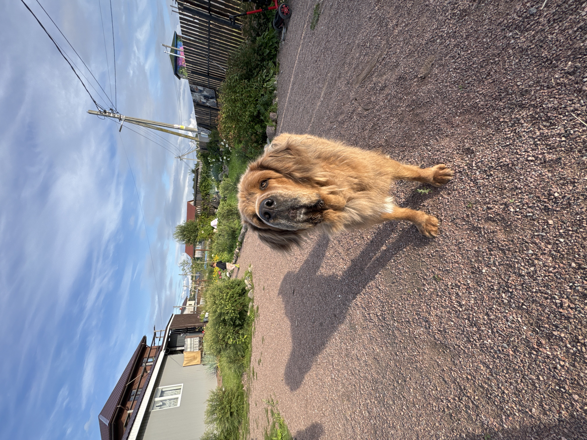 A fluffy, tan-colored dog with dark eyes and a black nose lies on a gravel pathway. The dog's head is turned towards the camera, and its body is mostly out of frame, with only its front paws visible. The dog appears to be resting in the sun, with a long shadow cast across the ground.
The scene is an outdoor setting, likely a backyard or a rural area, with a wooden fence and lush green bushes visible in the background. A power line pole stands to the left of the frame, with wires stretching across the bright blue sky, which is dotted with wispy white clouds. Several houses and other structures are also visible in the distance, suggesting a residential or village environment. The sunlight suggests it is daytime, and the clear sky indicates fair weather. The overall impression is one of a peaceful, sunny day in a rural Russian setting. There is no visible text in the image.