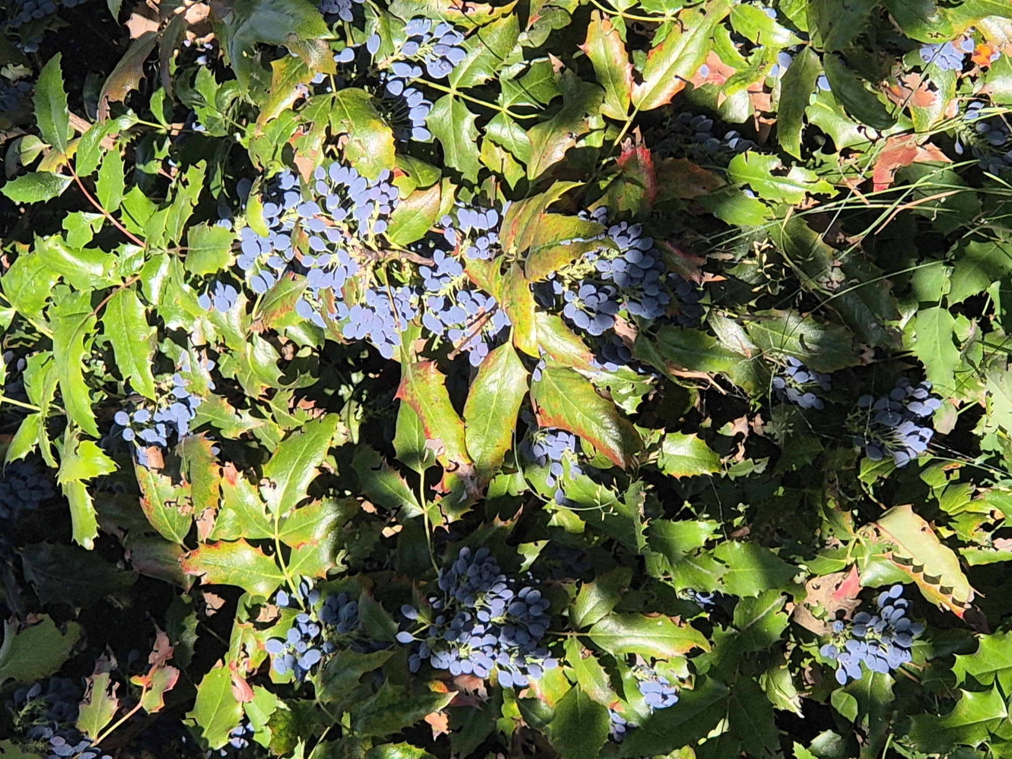 The image displays a close-up view of a Mahonia aquifolium shrub, commonly known as Oregon grape. The plant is characterized by its holly-like, spiky green leaves, many of which are tinged with red and brown, indicating seasonal changes or some stress. Clusters of small, round, dark blue berries are scattered throughout the foliage, some appearing as single berries and others in dense bunches. The lighting suggests it is daytime, with sunlight casting shadows and highlighting certain parts of the plant. The environment appears to be natural, with other foliage and dry grass visible at the bottom of the frame. There are no people or animals present in the image. The scene is located in the city of Sozonivka, Ukraine.