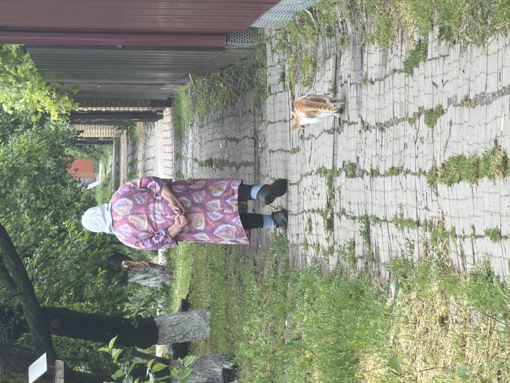 An elderly woman wearing a headscarf and a floral dress stands on a paved walkway beside a grassy yard. Her hands are clasped behind her back. An orange and white cat is walking along the paved path in front of her. The walkway is bordered by a fence on the left and vegetation on the right. The scene is in Leningradskaya, Russia.