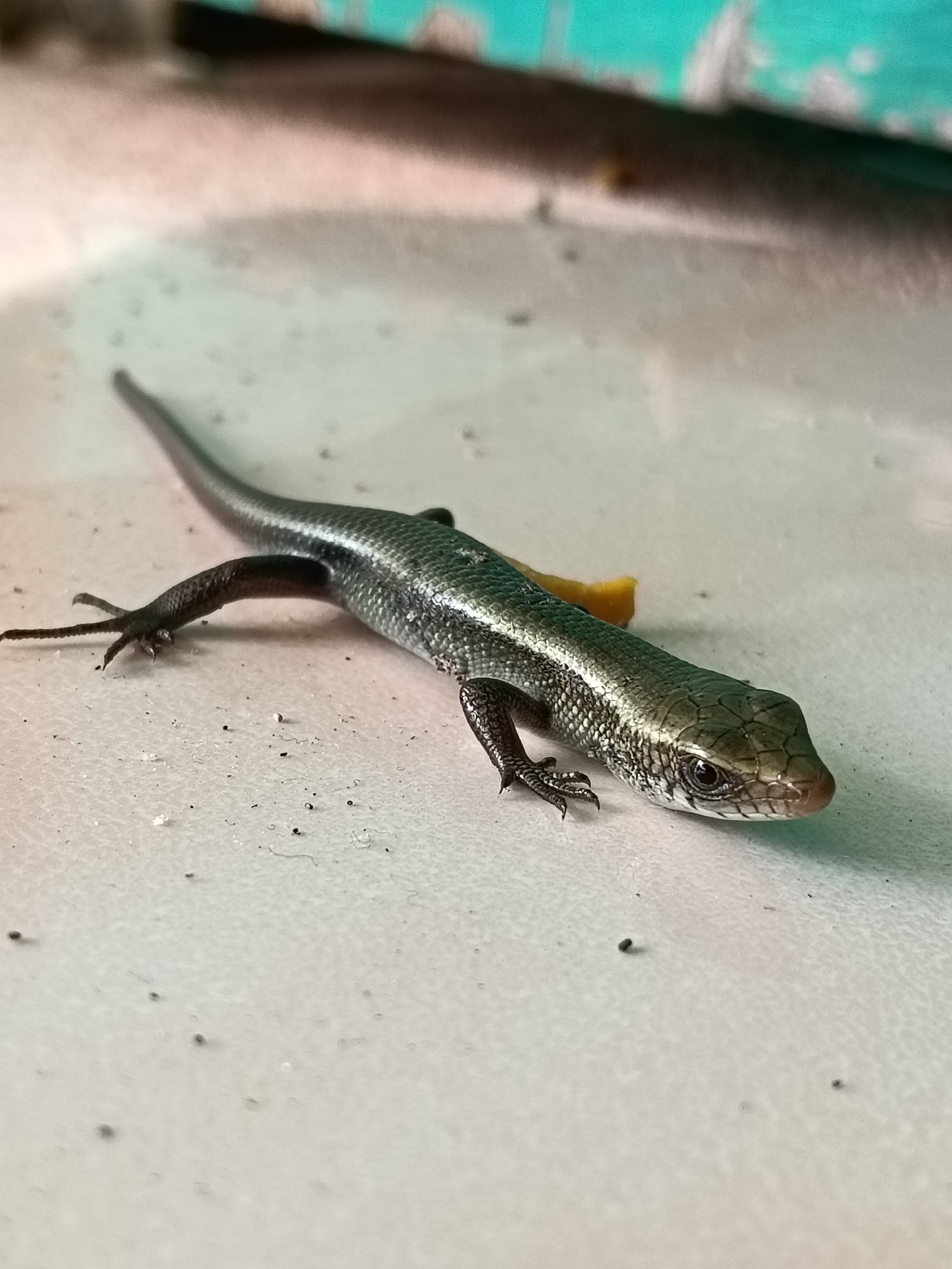 A slender, dark-scaled lizard with iridescent green and black markings rests on a textured, pale surface. Its body is elongated, with four visible limbs each ending in sharp claws. The lizard's head is pointed, with a visible eye and a reddish-brown snout. A small piece of yellow material is positioned behind the lizard's body. The background is blurred, showing a horizontal dark band and a turquoise-colored surface with white markings. The scene appears to be outdoors, possibly in an urban setting like Lhokseumawe, Indonesia, given the substrate and background elements that could be part of a building or outdoor furniture.