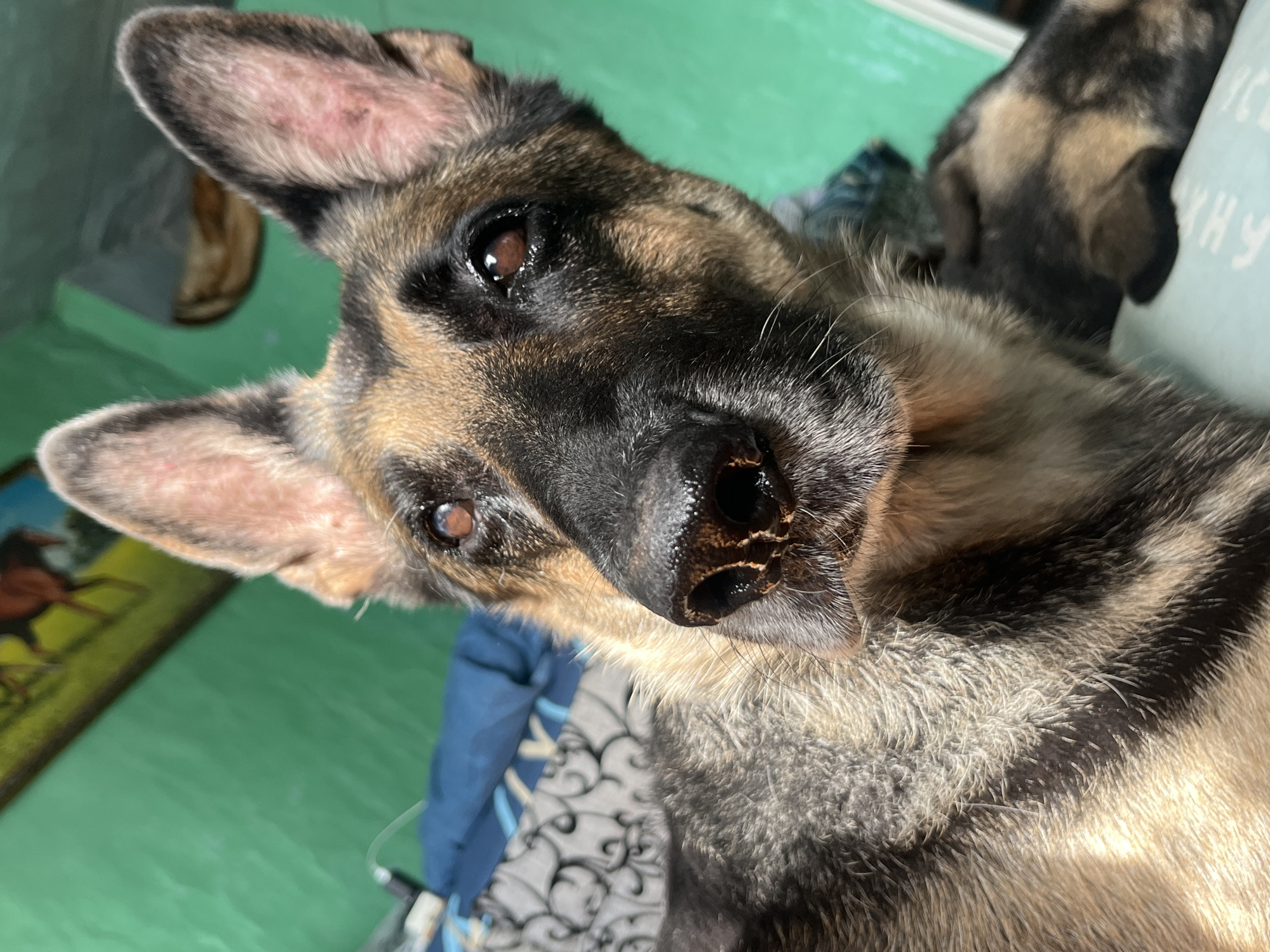 An extreme close-up shot shows a German Shepherd dog's face, with its head angled slightly upwards and to the left. The dog has brown eyes, a black nose with some visible debris, and large, erect ears with pink inner surfaces. Its fur is a mix of black, brown, and tan. The background is a blurred green wall, and to the left, part of a bed with blue and grey patterned bedding is visible. The lighting suggests the photo was taken indoors with natural light. There are no people visible in the image. The location is not specified as being in Nizhny Tagil, Russia.