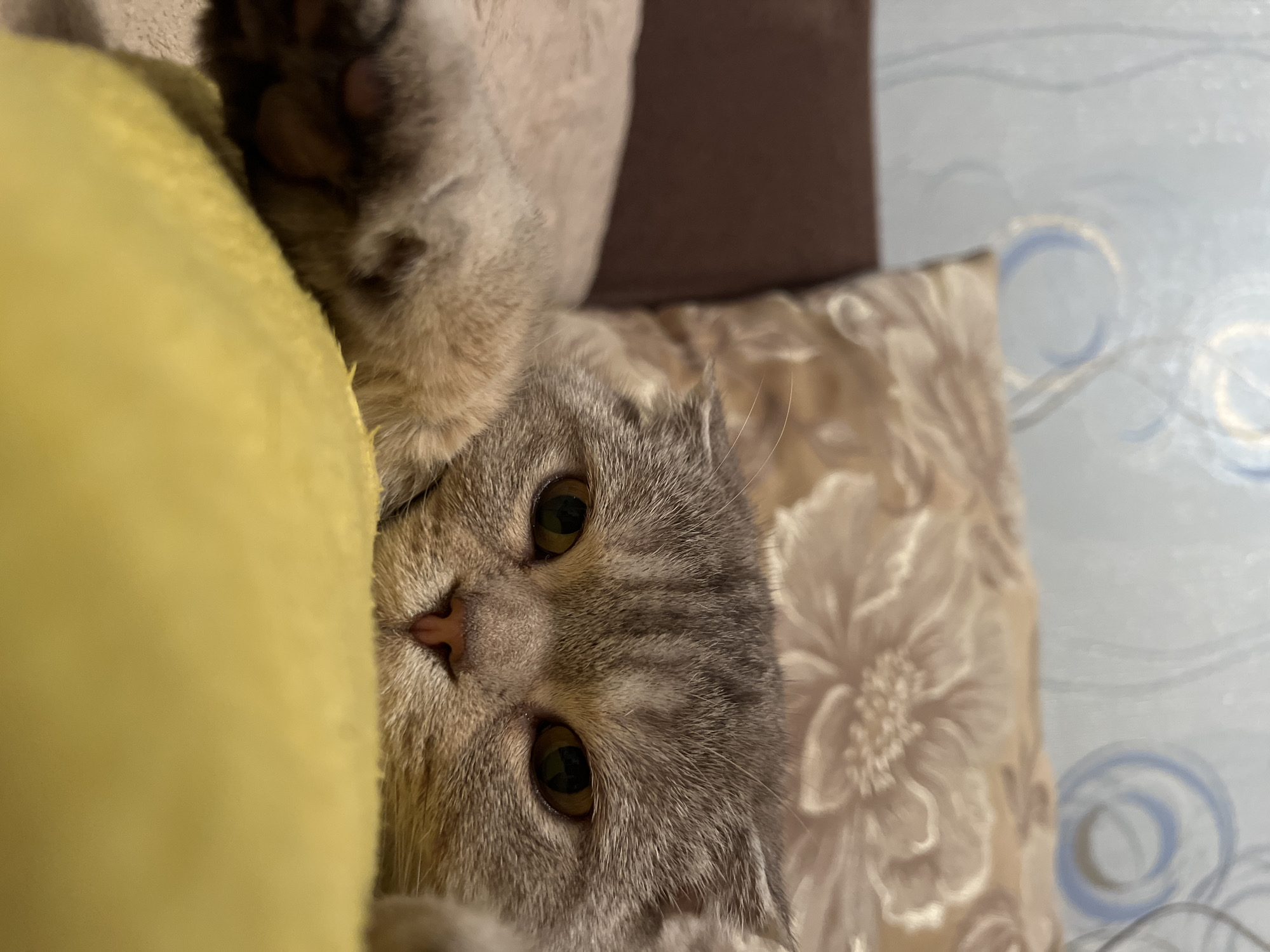 A Scottish Fold cat is captured in a close-up shot. The cat is positioned on a bed or sofa, with a yellow pillow on its left and a floral-patterned cushion behind it. The cat's face is slightly tilted, showcasing its wide eyes and small, pink nose. One of its paws is also visible. The background includes a wall with a patterned design. The location is assumed to be in a residential setting, possibly in Chaikovsky, Russia.