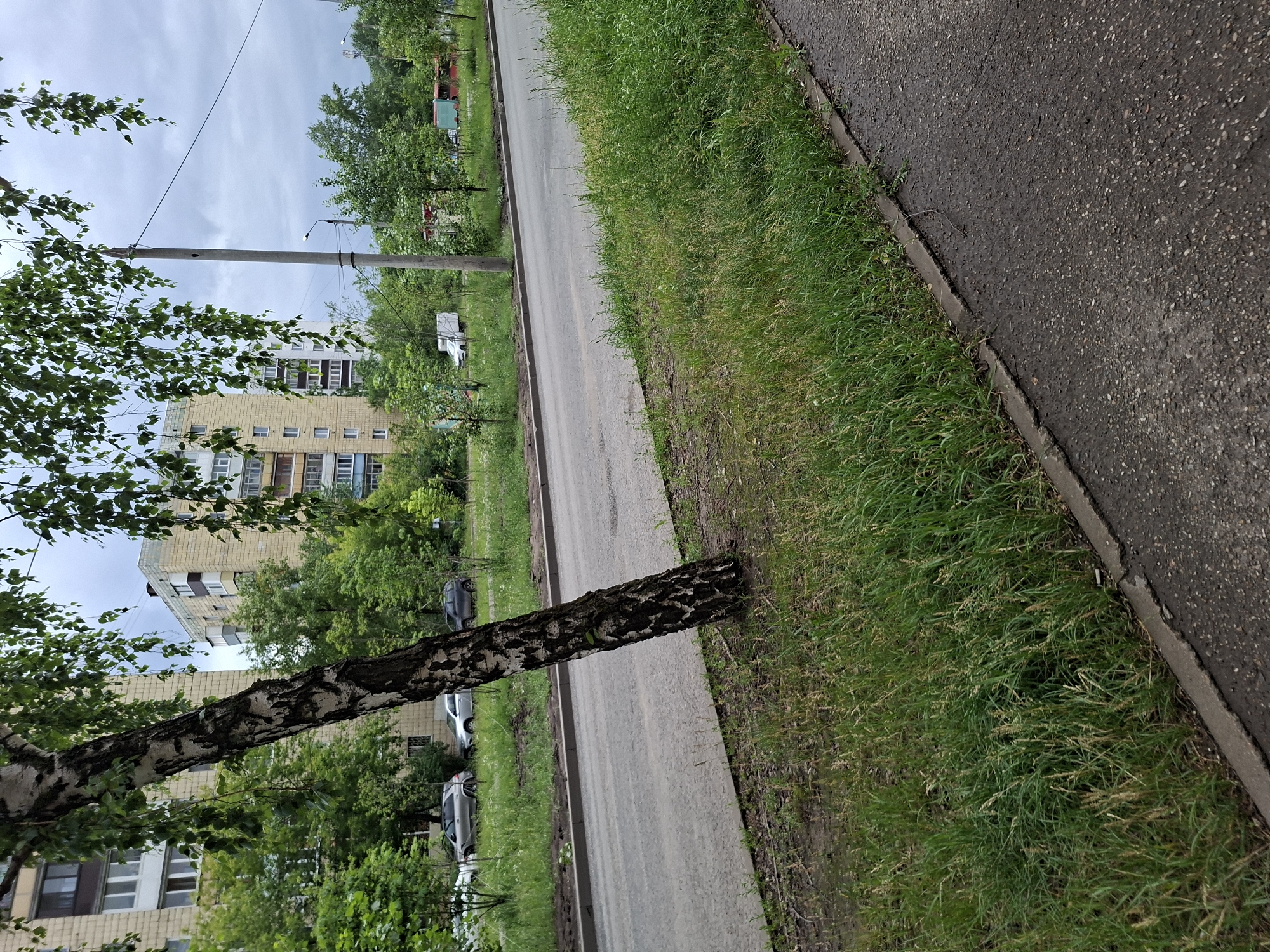 An overcast day in Kazan, Russia is depicted in this outdoor photograph. A weathered birch tree with distinctive black and white bark leans diagonally across the frame from the left foreground towards the right midground. Its branches, laden with green leaves, droop over the scene.
A paved road runs horizontally across the image, bordered by a strip of green grass and then a sidewalk in the foreground. Beyond the road, a residential building with a light-colored facade and numerous windows dominates the background. Several cars are parked or driving on the road. Trees and other greenery are scattered throughout the scene. A utility pole stands on the right side of the road, with wires extending across the sky. The overall impression is of a typical urban residential area on a cloudy day.