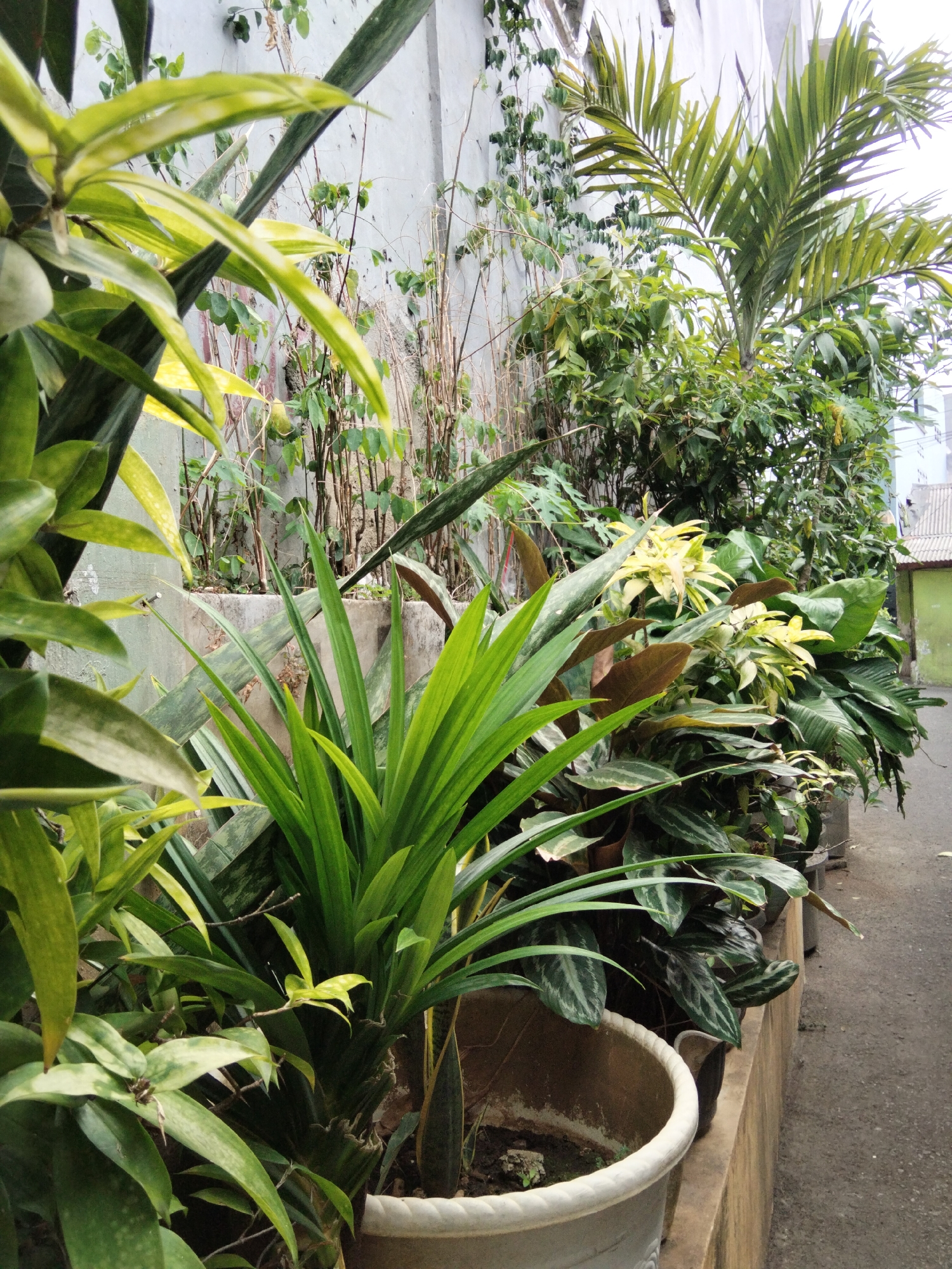A vertical, slightly low-angle, full shot captures a dense collection of potted plants lining a concrete wall. The foreground features several varieties of green leafy plants, including a prominent plant with long, sword-like leaves and another with broader, variegated leaves in shades of green and yellow. Behind these, a variety of other plants are visible, some with darker green foliage and others with pale yellow leaves. A palm tree is discernible towards the right side of the frame, with its fronds arching over the other plants. The plants are housed in various containers, some visible as white or brown pots. The backdrop consists of a textured, light-colored concrete wall with some visible vines and dried plant stalks. To the right of the wall, a paved walkway runs alongside the potted plants. In the far background, a section of a building with a green facade and a gray roof is partially visible, suggesting an urban setting. The lighting suggests an overcast day. This scene is consistent with a residential or commercial area in East Jakarta, Indonesia, where green spaces are often integrated into urban environments through the use of potted plants and vertical gardens.