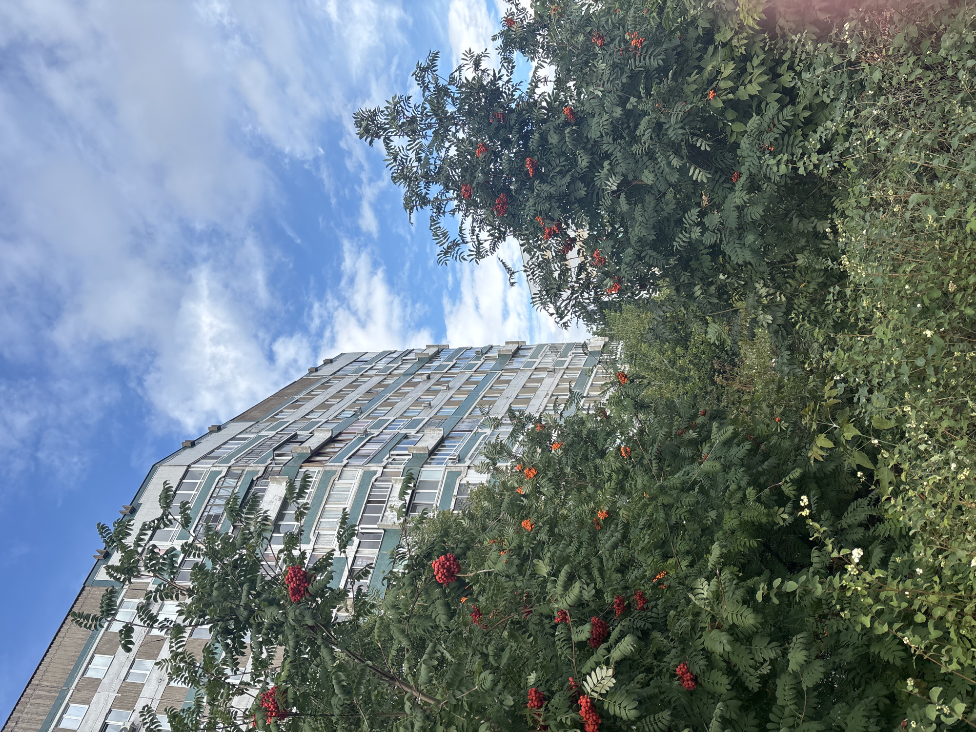 This is a medium shot of a residential building and trees with red berries, set against a partly cloudy blue sky. The building, a multi-story apartment block with balconies and windows, is located in the city of Naberezhnye Chelny, Russia. The trees, likely rowan trees, are in the foreground and midground, laden with clusters of bright red berries and lush green leaves. Some smaller white berries are visible on lower bushes. The scene suggests a natural setting within an urban environment. There are no people visible in the image.