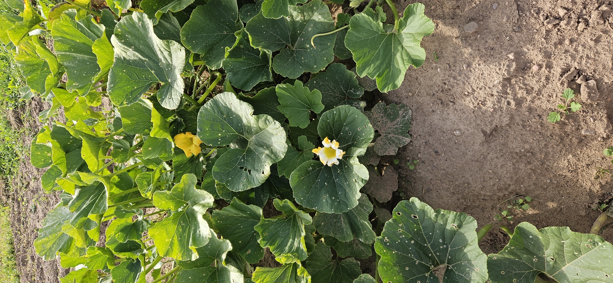In an outdoor agricultural setting, likely a farm in Мазалаўскі сельскі Савет, Belarus, a patch of lush green pumpkin plants dominates the foreground. The large, broad leaves, some of which show small perforations and white speckles, spread across the soil. Two bright yellow pumpkin flowers are visible amidst the foliage; one is fully open and prominent in the center of the frame, while the other is slightly smaller and positioned in the upper right portion. The soil beneath the plants is a light brown, with some scattered pebbles and small green sprouts emerging. The background shows more of the cultivated field, with drier soil and grass. The lighting suggests it is daytime, with sunlight casting shadows and highlighting the textures of the leaves and soil. No people or animals are present in the image.