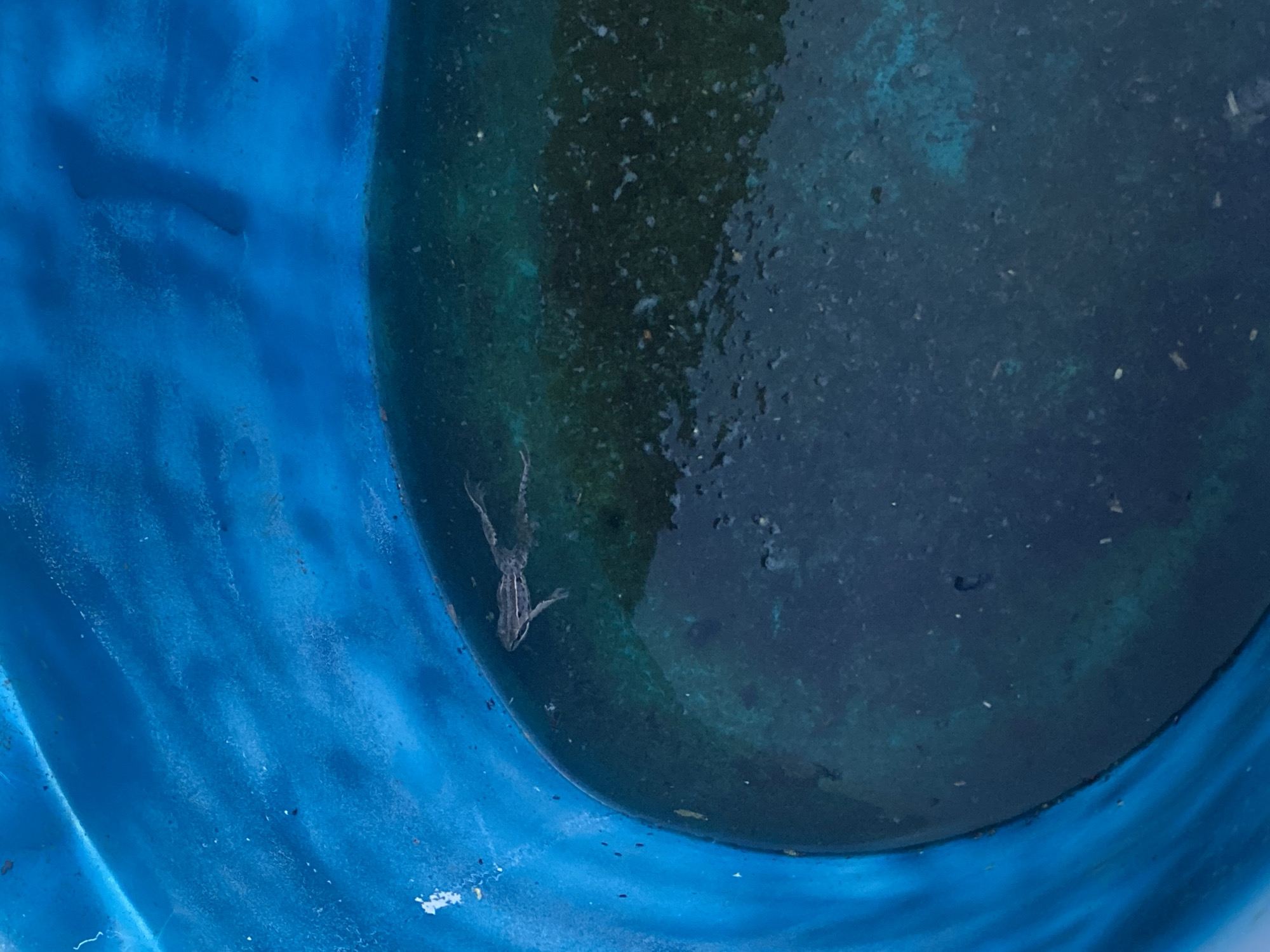 A frog is swimming in a blue plastic container filled with dark, murky water. The container is partially filled, with the water level reaching up the curved blue walls. The frog, with its legs extended, appears to be a small amphibian, possibly a common frog. The water is not clear and shows signs of debris or algae accumulation. The environment appears to be outdoors, given the naturalistic subject. The location is specified as Smolino, Russia.