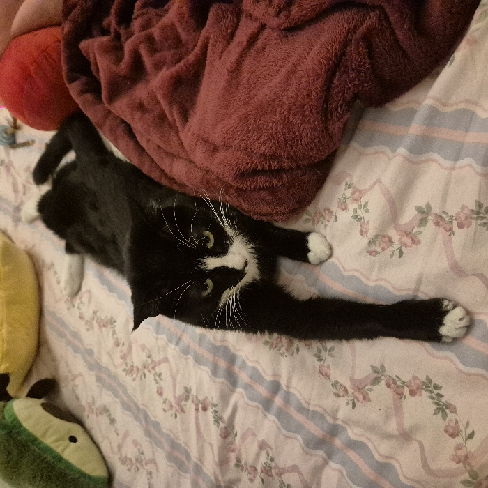A tuxedo cat sprawls across a pink and blue floral-patterned bedspread. The cat is mostly black with a white face, chest, and paws. It's stretched out, with one paw reaching towards the lower right corner. A maroon blanket is draped on the bed near the cat's head. A red ball, yellow banana plushie, and avocado plushie are visible near the edges of the bed.
