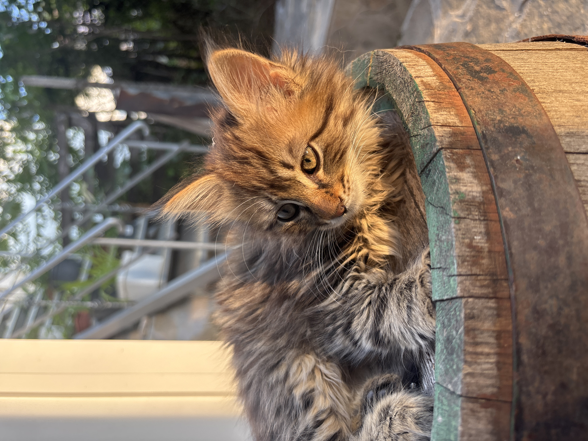 A long-haired, brown and grey kitten is positioned inside a wooden barrel. The barrel is banded with a metal ring showing signs of rust. The kitten is looking slightly down and to the side with one ear alertly raised. In the blurry background, there is a window frame and a metal railing, suggesting an outdoor setting, possibly in Asenovgrad, Bulgaria, though this cannot be definitively confirmed from the image alone.