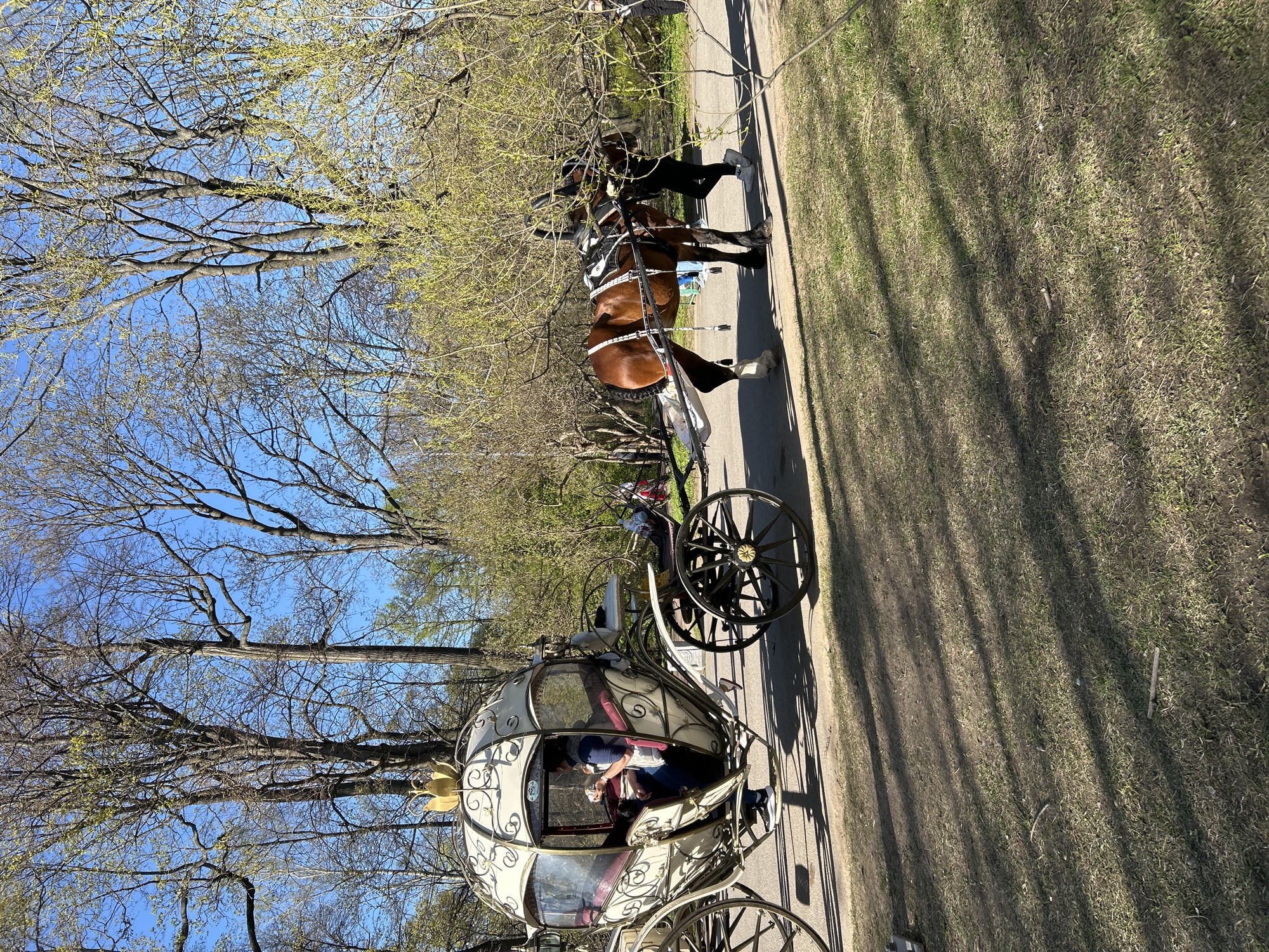 The image shows a horse-drawn carriage on a path in Saint Petersburg, Russia. The carriage is ornate, with a white and gold design and black wheels. Two people are seated inside the carriage. A brown horse is harnessed to the carriage. The path is paved and bordered by grass and trees. The trees are mostly bare, with some budding leaves, suggesting it is spring. The sky is blue.