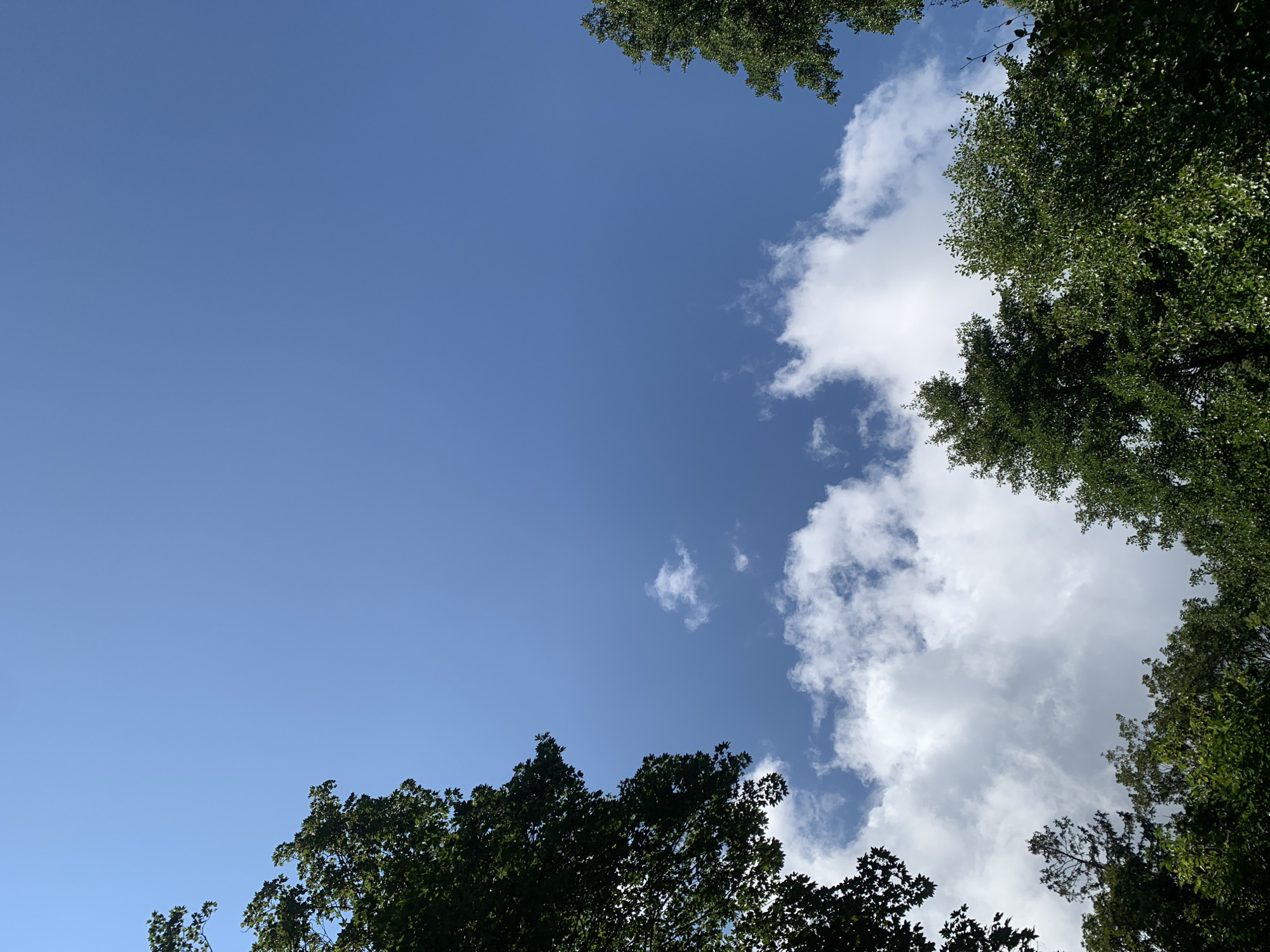 The image depicts a view of a clear blue sky with scattered white clouds, framed by the tops of lush green trees. The perspective is looking upwards, suggesting the viewer is situated beneath the trees. There are no people or visible structures in the frame. The scene is consistent with a park or natural area within a city, such as Lviv, Ukraine, on a bright, sunny day.