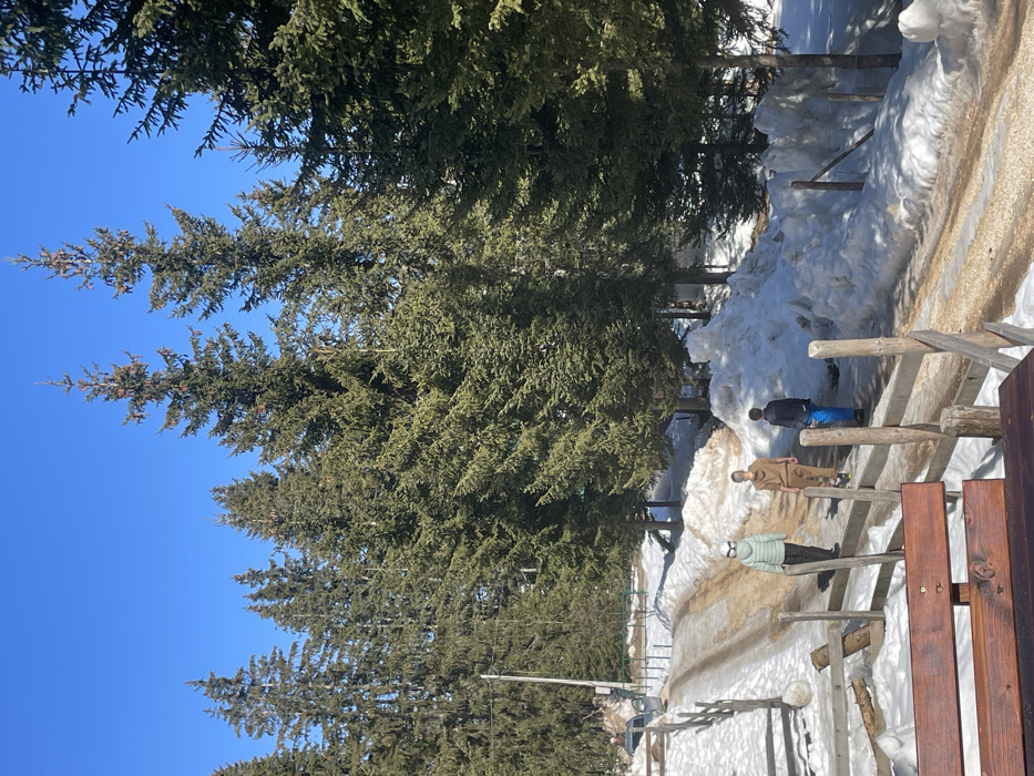 The scene depicts a winter or early spring day in Palež, Montenegro, under a clear, bright blue sky. A partially thawed dirt road, exhibiting muddy and brown patches, ascends from the lower left towards the upper right of the frame. The road is bordered by significant snowbanks on both sides, with the snow appearing deep and consolidated.
Numerous tall, dark green evergreen trees, predominantly fir or spruce, form a dense forest lining the entire background and extending along both the left and right sides of the road. Many trees display visible cones near their tops.
Three individuals are observed walking uphill along the center of the road, moving away from the viewer. The leftmost person wears a light green hooded jacket, dark pants, and a white accessory covering their head. The middle person wears a light brown, full tracksuit. The rightmost person wears a dark blue top and bright blue pants.
In the foreground, a rustic wooden fence, constructed from vertical posts and horizontal rails, runs along the left edge of the road. A section of a wooden bench or table is partially visible in the extreme lower foreground. Further up the road on the far left, a dark-colored vehicle is positioned, with a single person standing nearby. A wooden utility pole is also present on the far left, amidst the trees. The environment is illuminated by direct sunlight, casting subtle shadows on the snow and ground.