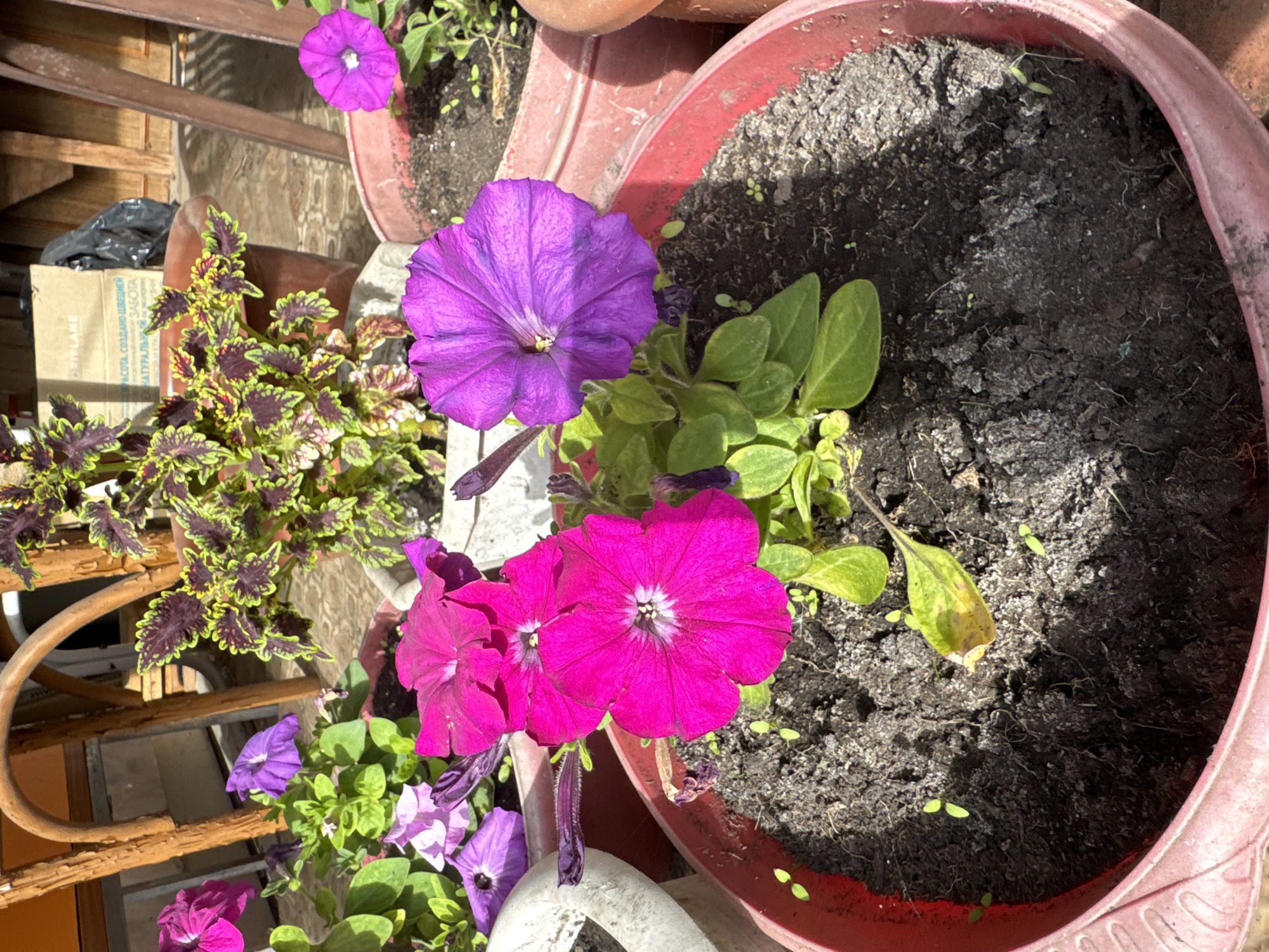 A close-up, outdoor, eye-level shot captures a collection of vibrant petunia flowers in various shades of pink and purple, planted in red and pink planters. The planters are filled with dark, rich soil, and a few small green sprouts are visible. In the background, a plant with deep purple and lime-green leaves stands in a terracotta pot, partially obscured by a wooden chair with a curved backrest. A cardboard box with Russian text, possibly from "ORIFLAME," is also visible in the background. The scene suggests a sunny day, with dappled shadows cast across the soil and planters. The location is identified as Urazovo, Russia.