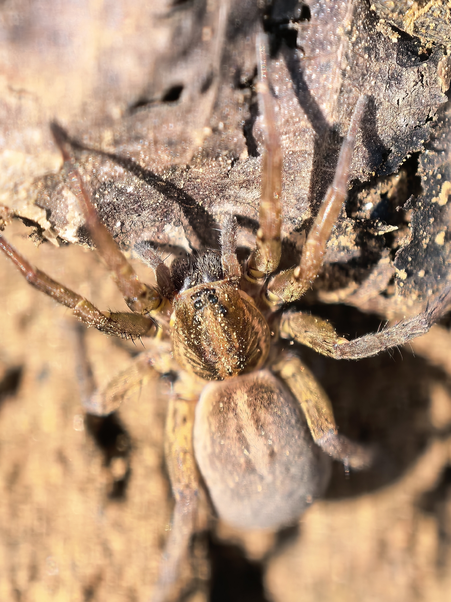 The image shows a wolf spider in a natural outdoor environment. The spider has a brown and tan body with eight legs, some of which are covered in small hairs. It is positioned on a dry, textured surface that appears to be composed of soil, debris, and possibly decayed plant matter. The setting suggests a terrestrial habitat, perhaps a garden, forest floor, or other similar location. The city and specific location are unknown.
