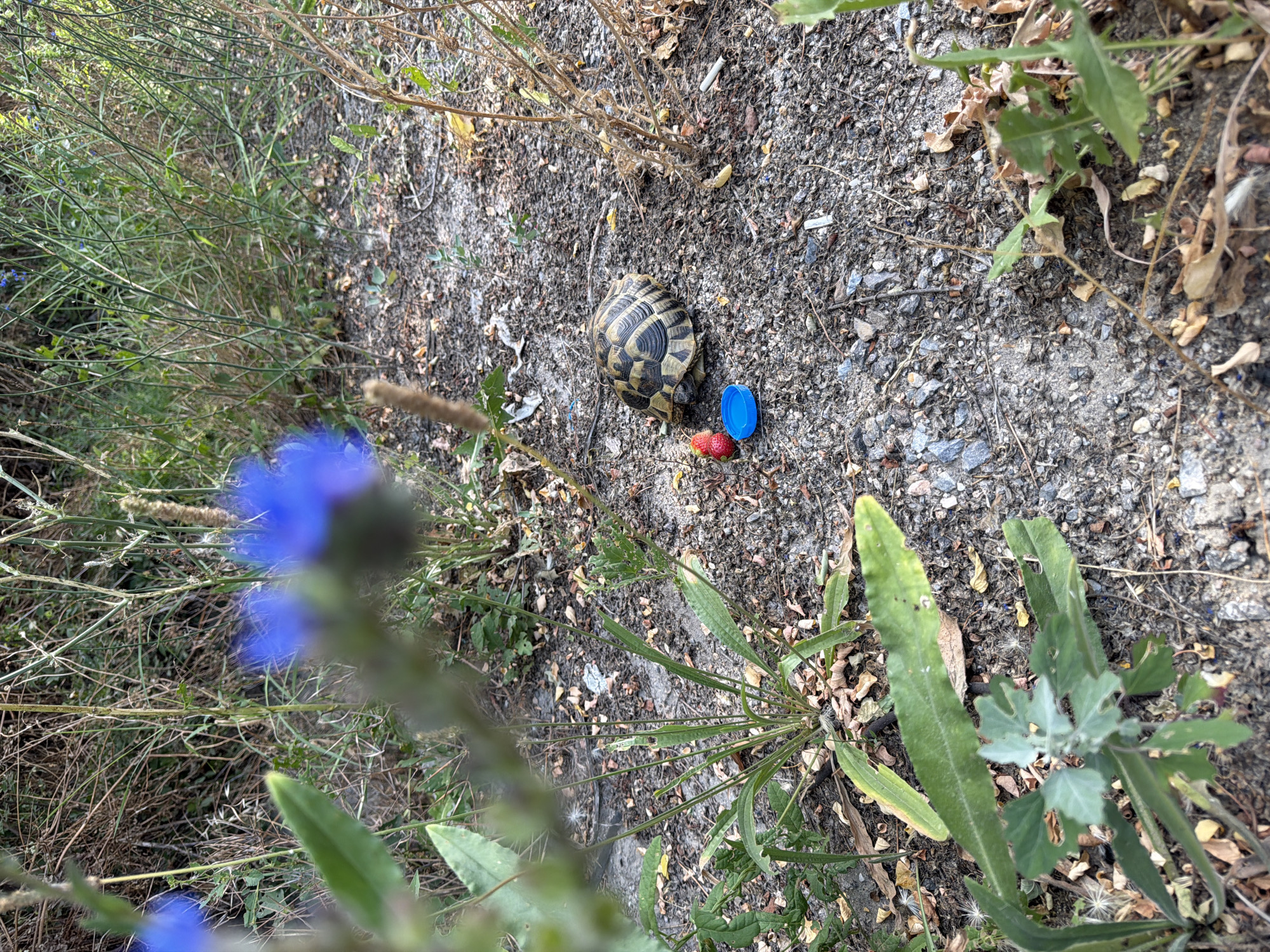A Greek tortoise is positioned on a gravelly dirt path, situated between a red strawberry and a blue bottle cap. The tortoise is facing left, with its head extended and its body turned slightly to the right. The environment is rural, with dry grass and wildflowers visible in the background. The image does not depict any elements related to the city of Generalovo, Bulgaria.