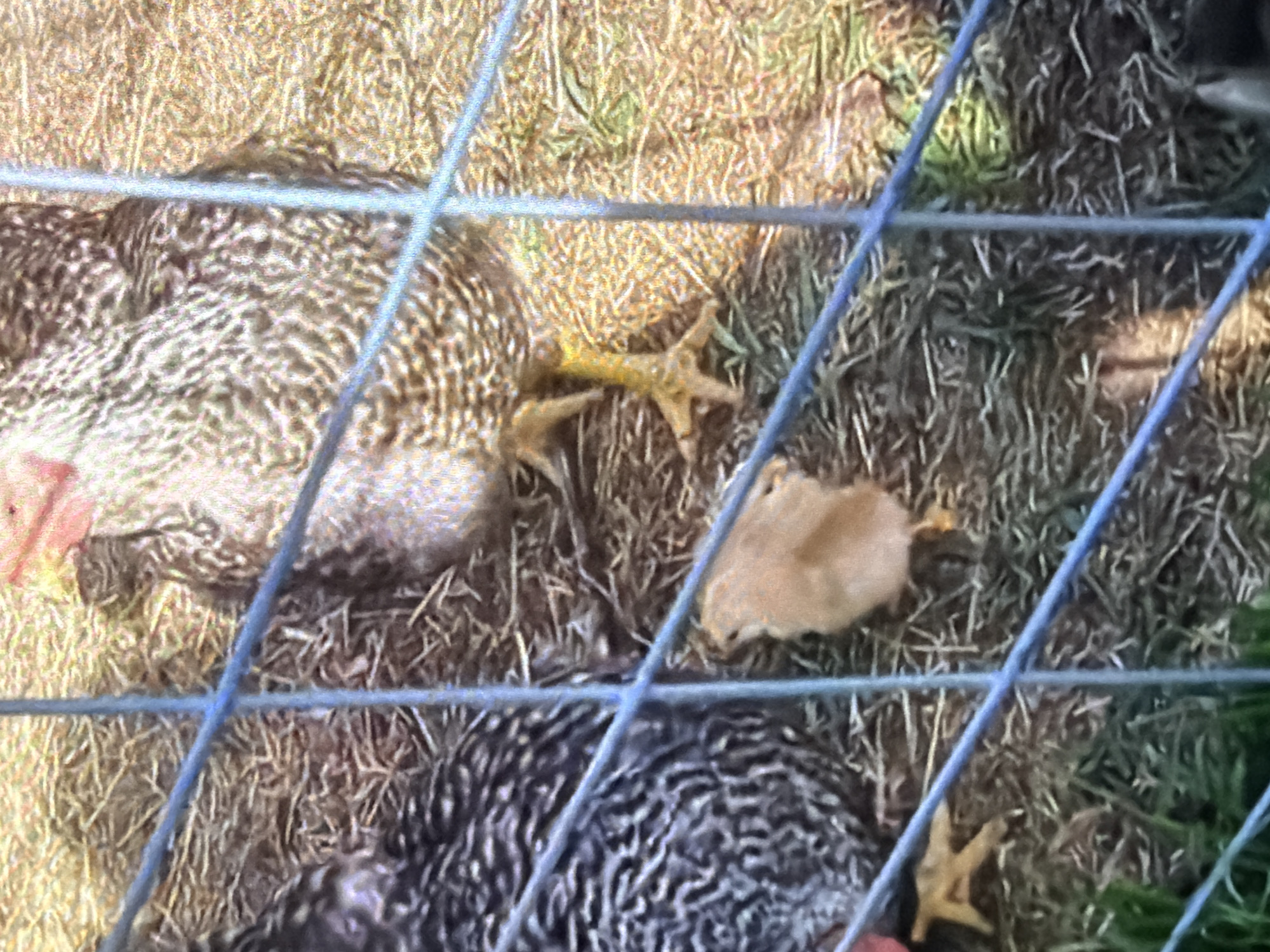 The image depicts two adult chickens and one chick on a straw-covered ground, enclosed by a blue wire fence. The adult chickens have speckled brown and white feathers. The chick is small and light brown. One adult chicken stands with its feet visible on the straw. Another adult chicken is partially visible on the left side of the image. The environment is rural, with dry straw and some green vegetation. The scene appears to be an outdoor enclosure. There is no indication of the location being in Bukuru, Nigeria.