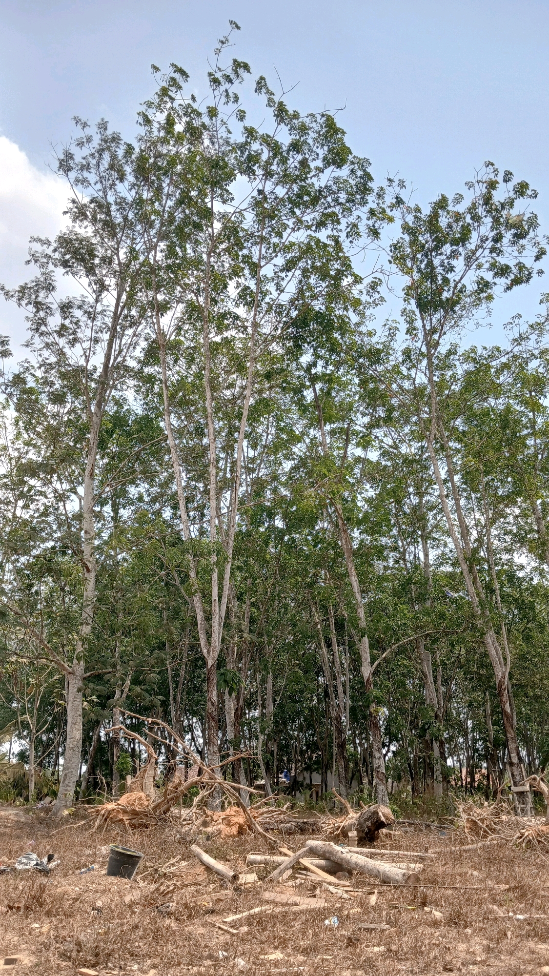 The image depicts a clearing in a forest of tall, slender trees, likely rubber trees, in Adi Luhur, Indonesia. The ground is covered with dry, brown grass, scattered debris, and uprooted tree stumps with exposed roots. Several fallen tree trunks and branches lie horizontally across the foreground. In the background, more trees create a dense, green canopy, with a few buildings visible through the foliage. The sky above is a pale blue with scattered white clouds. There are no people visible in the scene. The overall impression is one of deforestation or clearing for development.