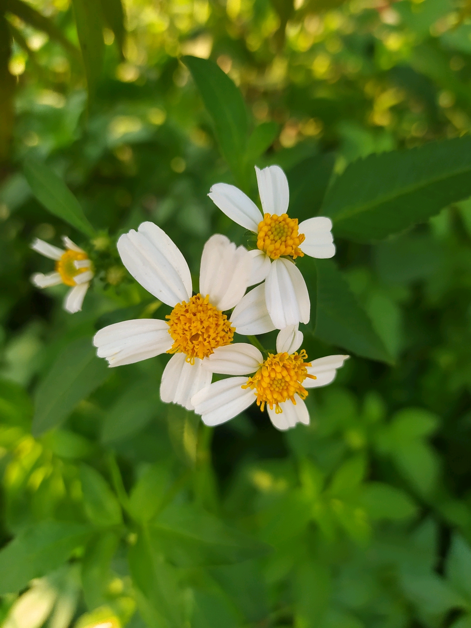 A close-up, overhead shot captures a cluster of small white flowers with yellow centers, likely Bidens pilosa, set against a blurred background of lush green foliage. The flowers are in various stages of bloom, with some fully open and others partially closed. The lighting suggests it is daytime, with natural light filtering through the leaves. There are no people or man-made objects visible in the frame. The overall impression is one of natural beauty and tranquility in a garden or natural outdoor setting. The location is confirmed as Sroyo, Indonesia.