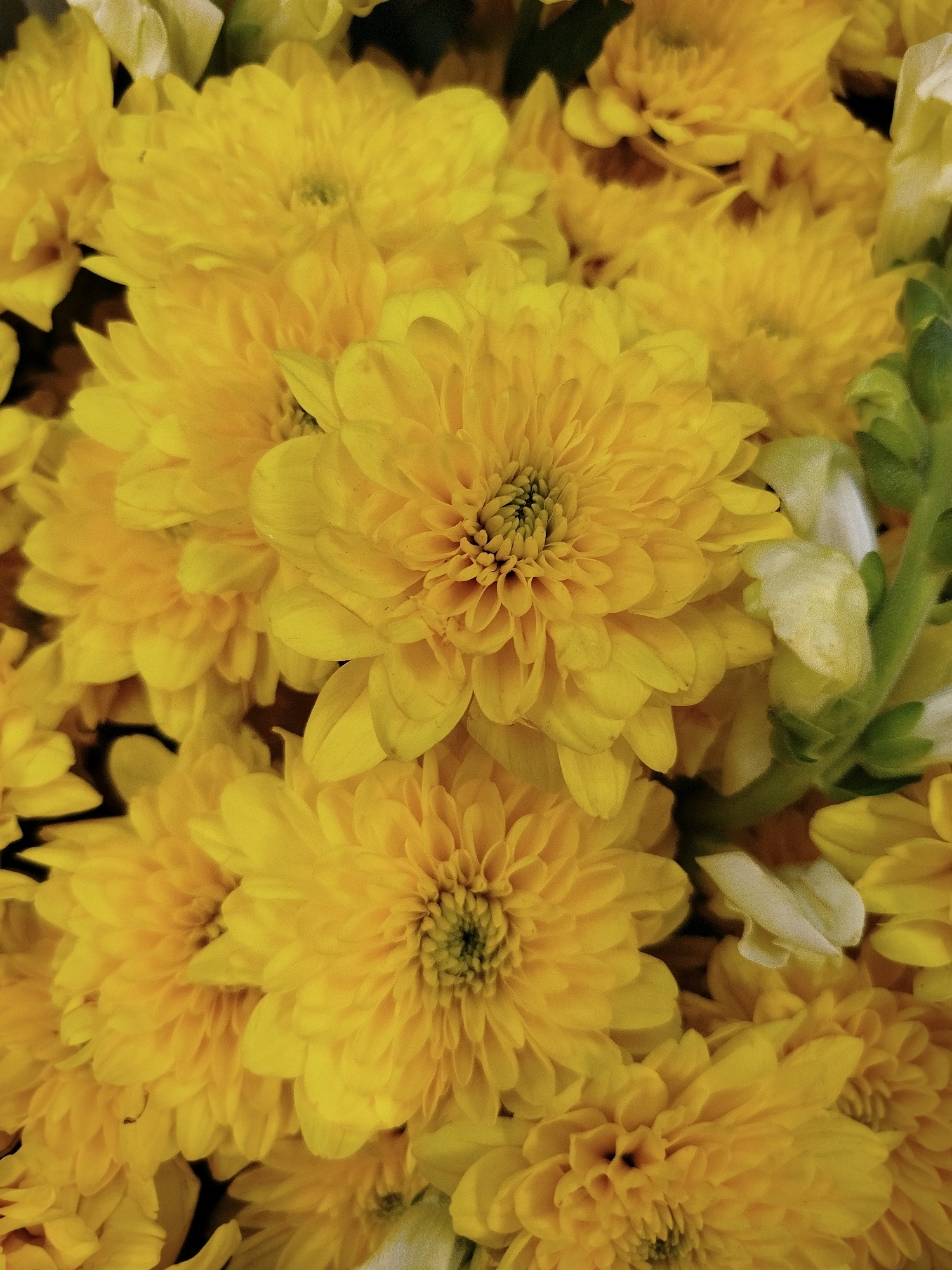 A close-up, overhead shot captures a densely packed bouquet of bright yellow chrysanthemum flowers. The blooms are varied in their stage of opening, with some fully unfurled and others still in bud. Their layered petals create a soft, textured appearance, and the centers of the open flowers are visible as dark, circular forms. Interspersed among the chrysanthemums are a few delicate white blossoms and some green foliage and stems. The lighting is even, highlighting the vibrant yellow of the flowers and casting soft shadows that add depth to the composition. The background is largely obscured by the flowers, suggesting a shallow depth of field that focuses attention on the floral arrangement.