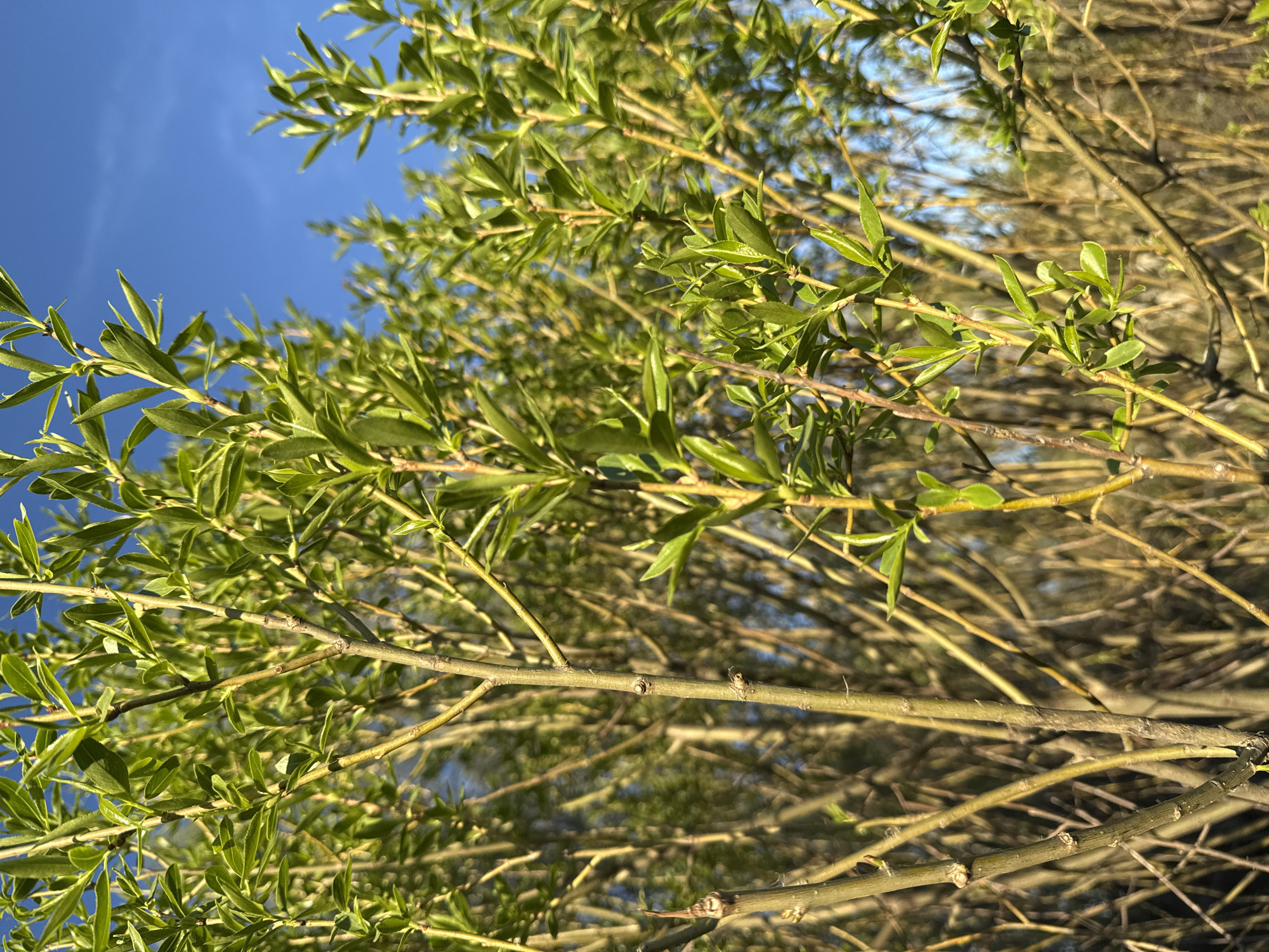 The image presents a low-angle view of branches and foliage against a bright blue sky. The branches appear to belong to a tree, with young green leaves emerging. The tree branches are various shades of brown, suggesting different ages and stages of growth. The scene seems to be captured outdoors during daylight. The location is specified as the city of Unknown, Unknown.