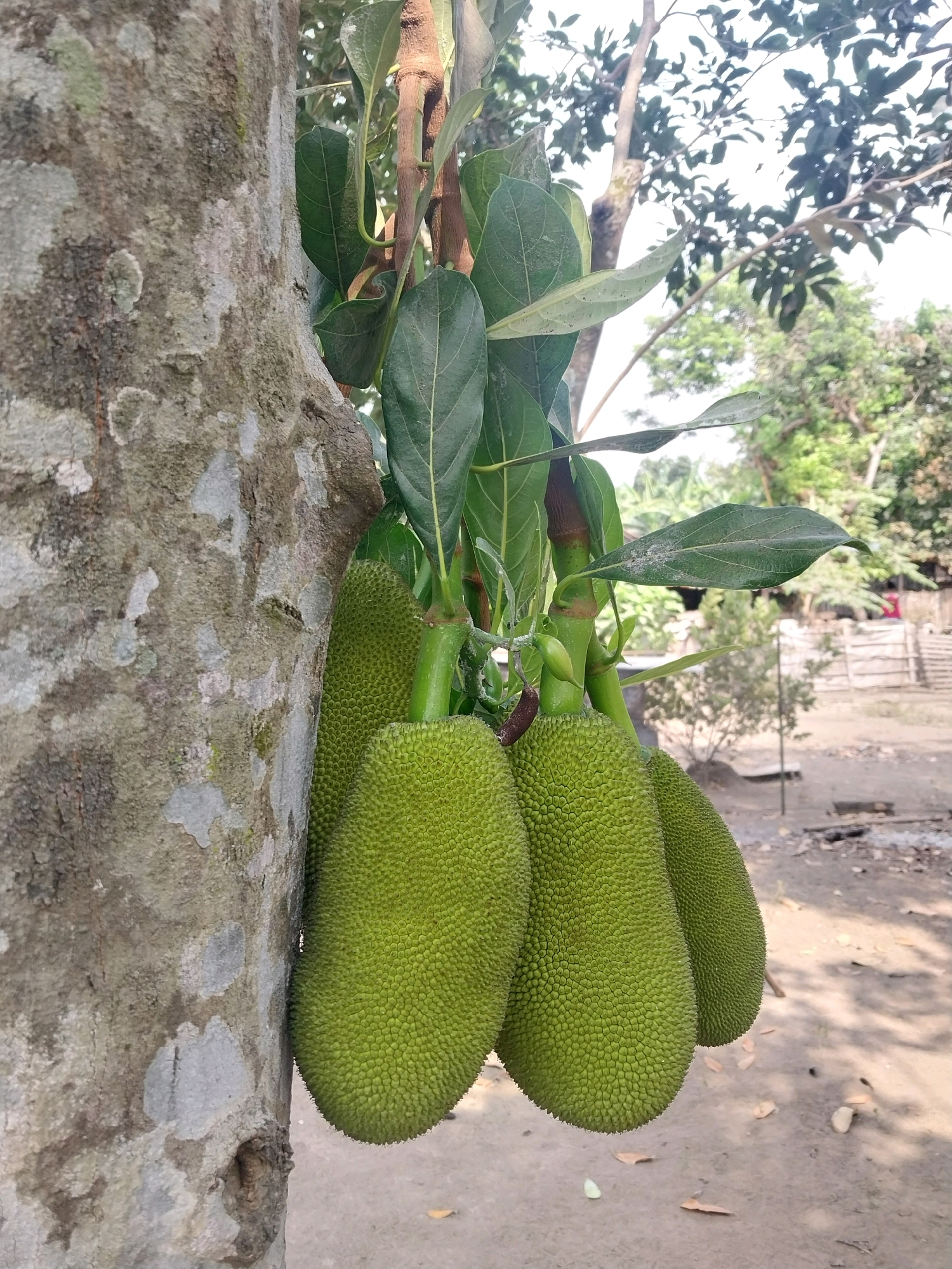 The image shows several green jackfruits hanging from a tree trunk. The tree has rough, textured bark. The jackfruits are covered in a spiky rind and are clustered together. Green leaves are visible on the branches, some slightly wilted. In the background, there is a dirt path with some scattered leaves and a wooden fence. There are also trees and foliage in the distance. The lighting suggests it is daytime. The scene appears to be in an outdoor, rural or semi-rural setting, possibly a garden or yard in Purwomartani, Indonesia. There are no people or animals visible in the image.