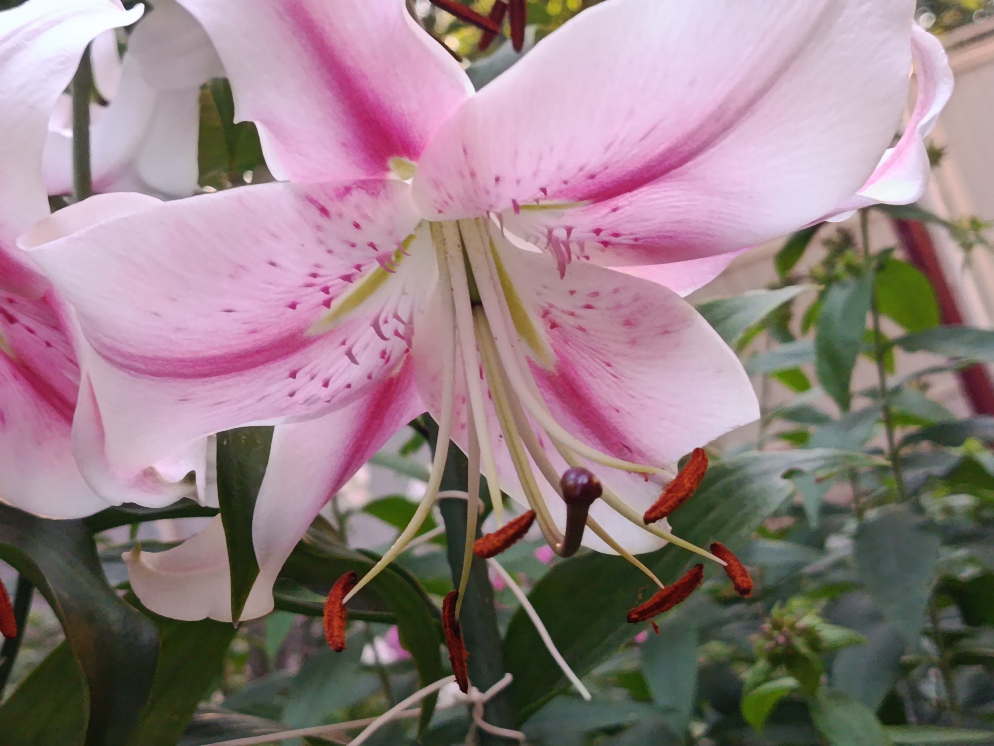 A close-up, eye-level shot captures the intricate details of a blooming pink lily. The flower's delicate petals, predominantly white with vibrant pink streaks and speckled accents, unfurl gracefully. Within the blossom, delicate filaments extend, tipped with reddish-brown anthers, some of which are dusted with pollen. The background is a soft blur of lush green foliage, with hints of other flowers and a reddish-brown structural element, possibly a fence or building facade, in the upper right corner. The lighting is natural and soft, highlighting the textures and subtle color variations of the flower. The image is devoid of any human presence or activity. The location is specified as Saratov, Russia, though this context is not visually discernible from the photograph itself.