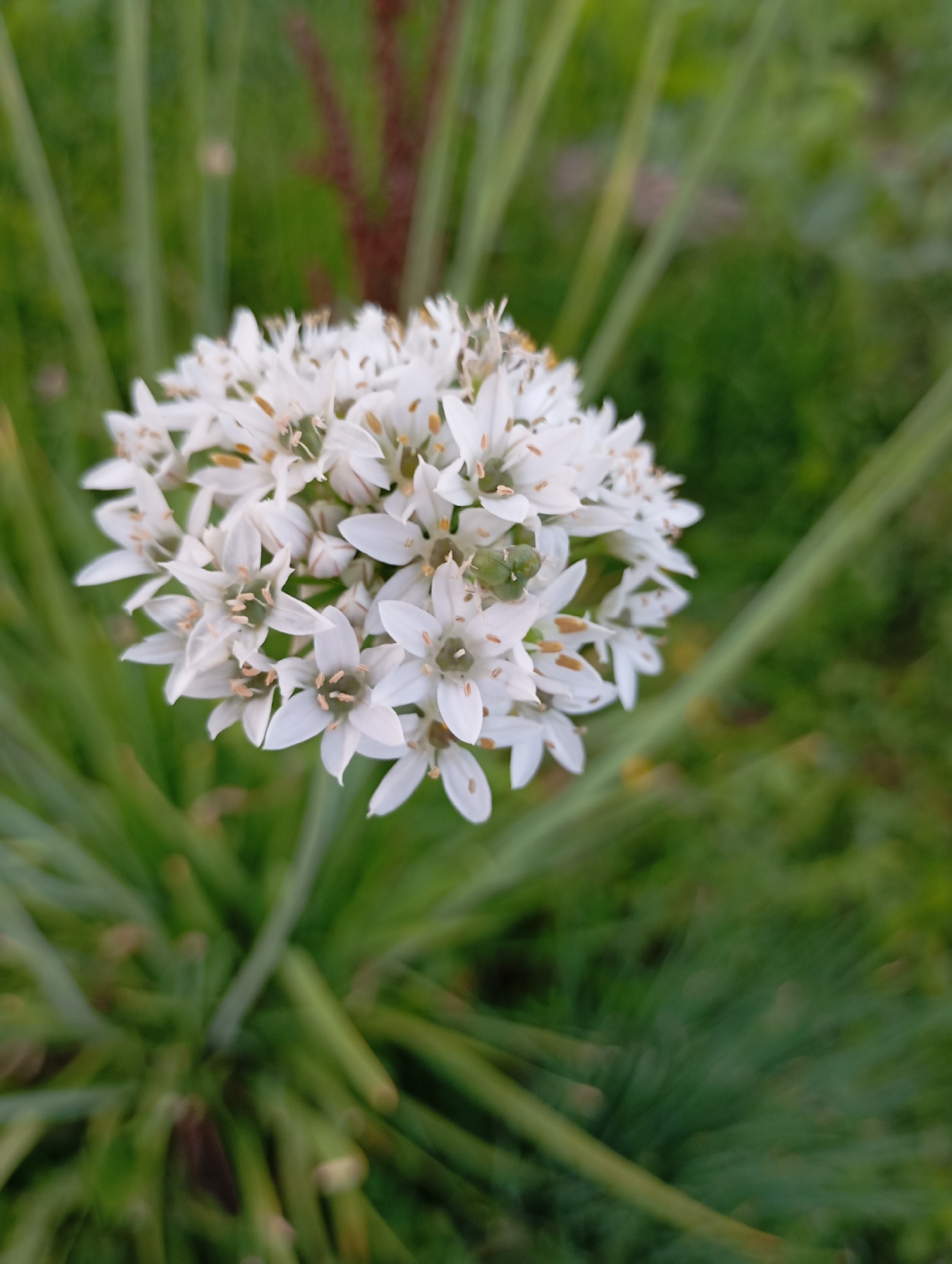 A close-up, top-down shot captures a cluster of small, white, star-shaped flowers with visible yellow stamens. The flowers are arranged in a spherical umbel and are surrounded by long, green, grass-like leaves. The background is a blurred mix of greens, suggesting an outdoor garden or grassy area. The image is well-lit, with natural light highlighting the delicate details of the flowers. The scene is static, with no people or discernible action. The image does not provide any information about its location in Fokino, Russia.