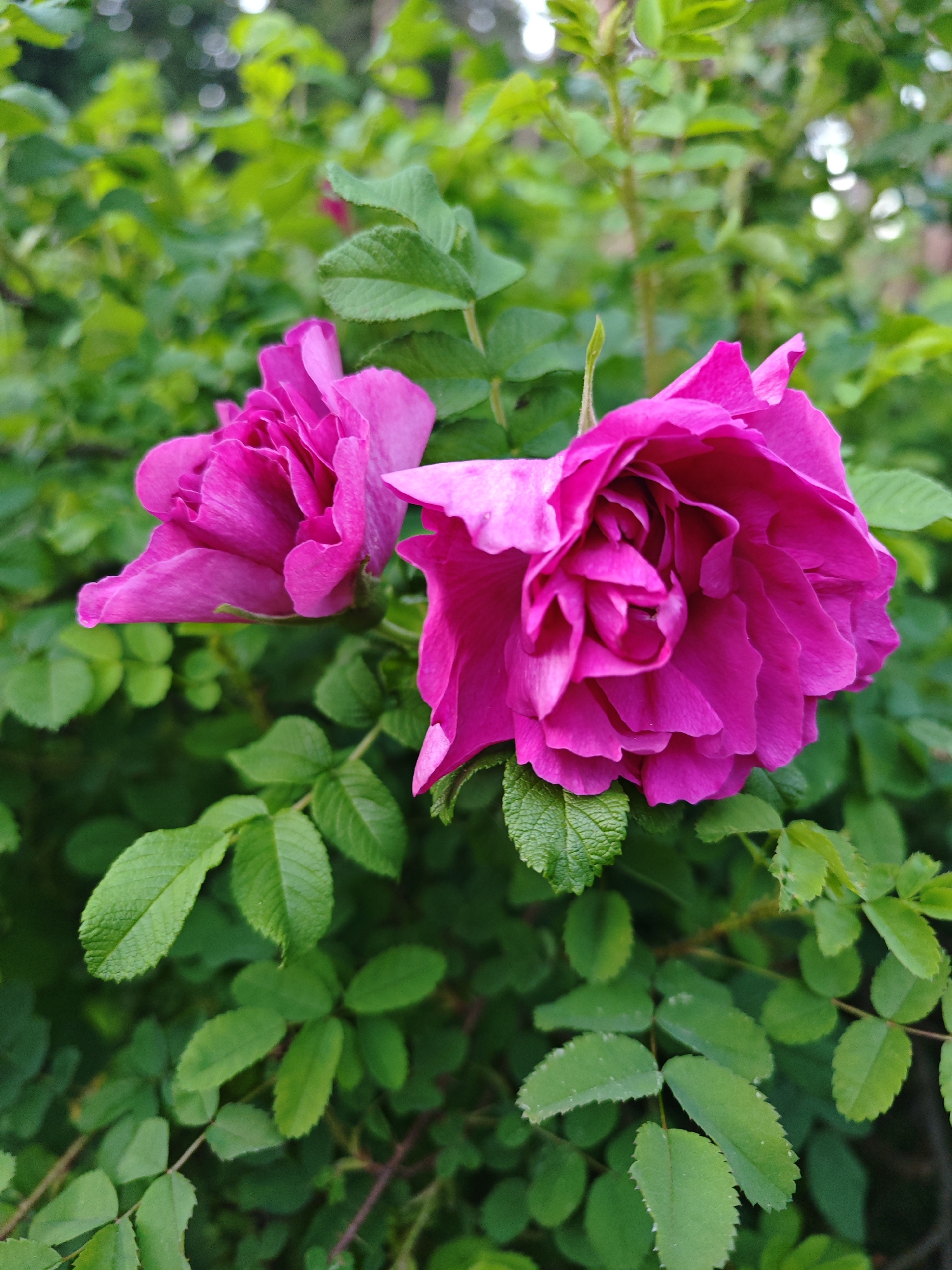 The image displays a close-up of two vibrant magenta or fuchsia roses in bloom, set against a backdrop of lush green foliage. The roses, likely a type of wild rose such as Rosa rugosa, are the central subjects, with their petals unfurled and rich in color. The rose on the right is more open, revealing its intricate layers of petals, while the one on the left is slightly more closed.
Surrounding and behind the roses are numerous green leaves, which are somewhat serrated along their edges, typical of rose bushes. The background foliage is softly blurred, creating a shallow depth of field that draws the viewer's eye to the sharply focused flowers. The lighting appears soft and natural, suggesting it is daytime, possibly under an overcast sky or during the gentler light of morning or late afternoon, as there are no harsh shadows.
The scene depicts a tranquil natural setting, likely a garden, park, or a wild patch where rose bushes thrive. No people, animals, or man-made objects are visible, emphasizing the pure botanical beauty. There is no visible text in the image. The dominant colors are the deep pink of the roses and various shades of green in the leaves, conveying a sense of vitality and natural beauty.