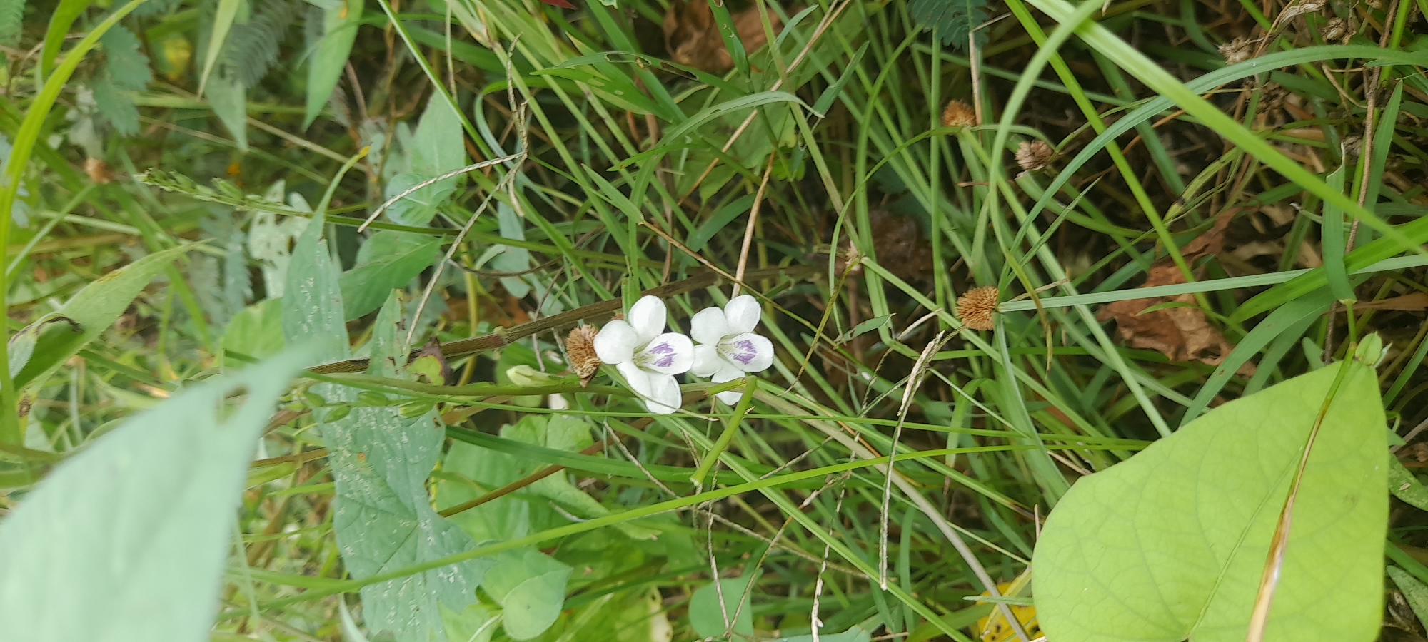 The image depicts a ground-level scene in a grassy area with various plants and flowers. Two white flowers with purple markings are prominently featured, growing on a brown stem. Blades of grass and other green foliage surround the flowers. Several brown, spherical seed heads are scattered among the grass. The setting appears to be Buketteukuh, Indonesia.