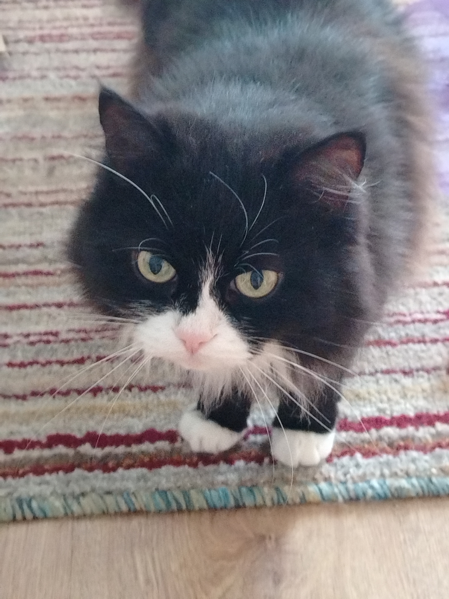 A medium shot of a black and white cat is captured from a high angle, looking directly at the camera. The cat is positioned on a striped rug with horizontal bands of cream, pink, and red. Its fur is fluffy, with distinct black markings on its head, back, and tail, and white fur on its chest, chin, and paws. The cat's eyes are a striking yellow-green, and its nose is a delicate pink. Long, white whiskers fan out from its muzzle. The background is slightly blurred, with the striped rug extending out of focus and a hint of a wooden floor visible at the bottom. The lighting is soft, illuminating the cat's features without harsh shadows. There is no information available about the specific location in Andreyevka, Russia.