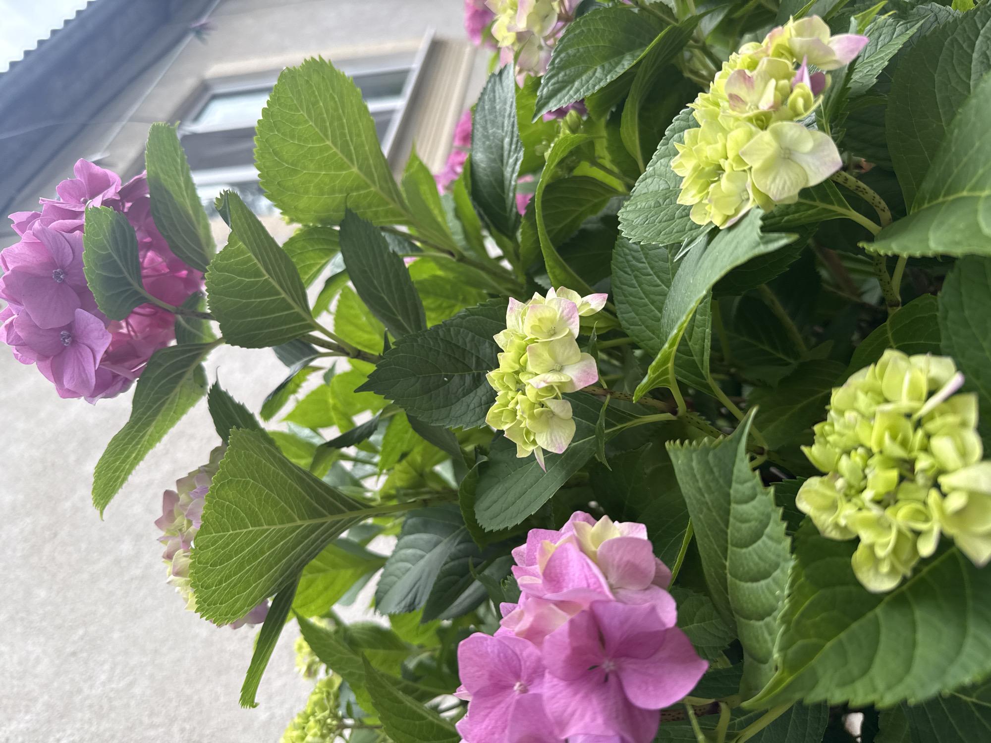 A close-up, eye-level shot captures a hydrangea bush with clusters of pink and green flowers and large, serrated green leaves. The bush is in focus, with a blurred background of a building and a window, suggesting an urban setting. The lighting indicates it is daytime. The specific location in Uzhhorod, Ukraine, cannot be determined from the image alone.
