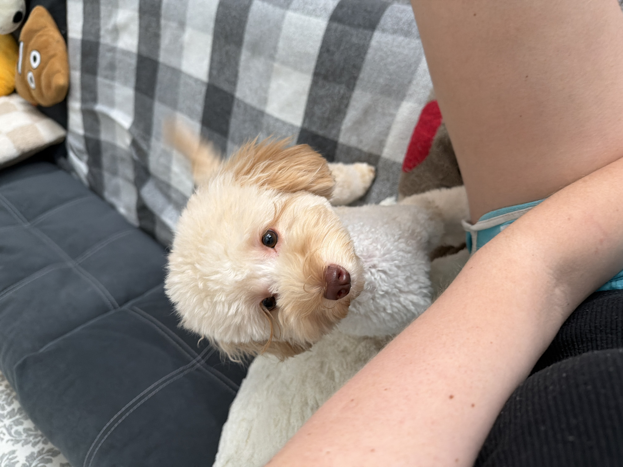 In Bila Tserkva, Ukraine, a light-colored poodle-mix dog with curly fur is the primary subject, positioned on a person's lap. The dog is looking directly at the camera with brown eyes and a pink nose. The person's arm and leg are visible in the foreground, indicating they are seated. They are wearing light blue shorts with white stripes. The background features a couch with a dark gray quilted cushion and a black and white checkered blanket. Scattered on the couch are decorative pillows, one resembling a brown emoji with a face and another that is beige and white checkered. The environment appears to be an indoor living space, likely a home.