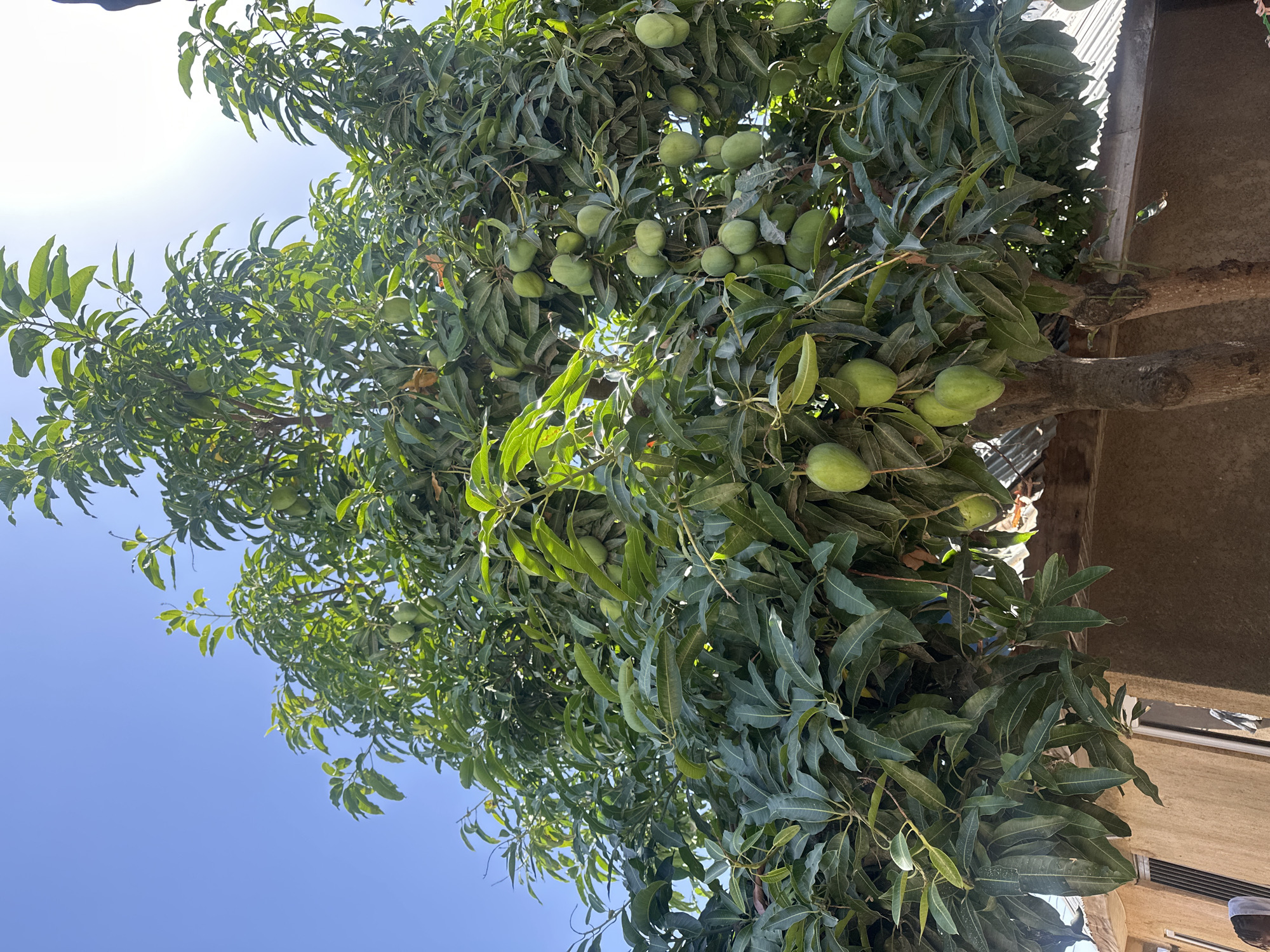 A mango tree with many green mangoes is shown from a low angle against a bright blue sky. The tree fills most of the frame. The tree trunk and branches are visible. Some branches reach over the edge of a wall or roof. The photo was taken outdoors in Jos, Nigeria, during the daytime.